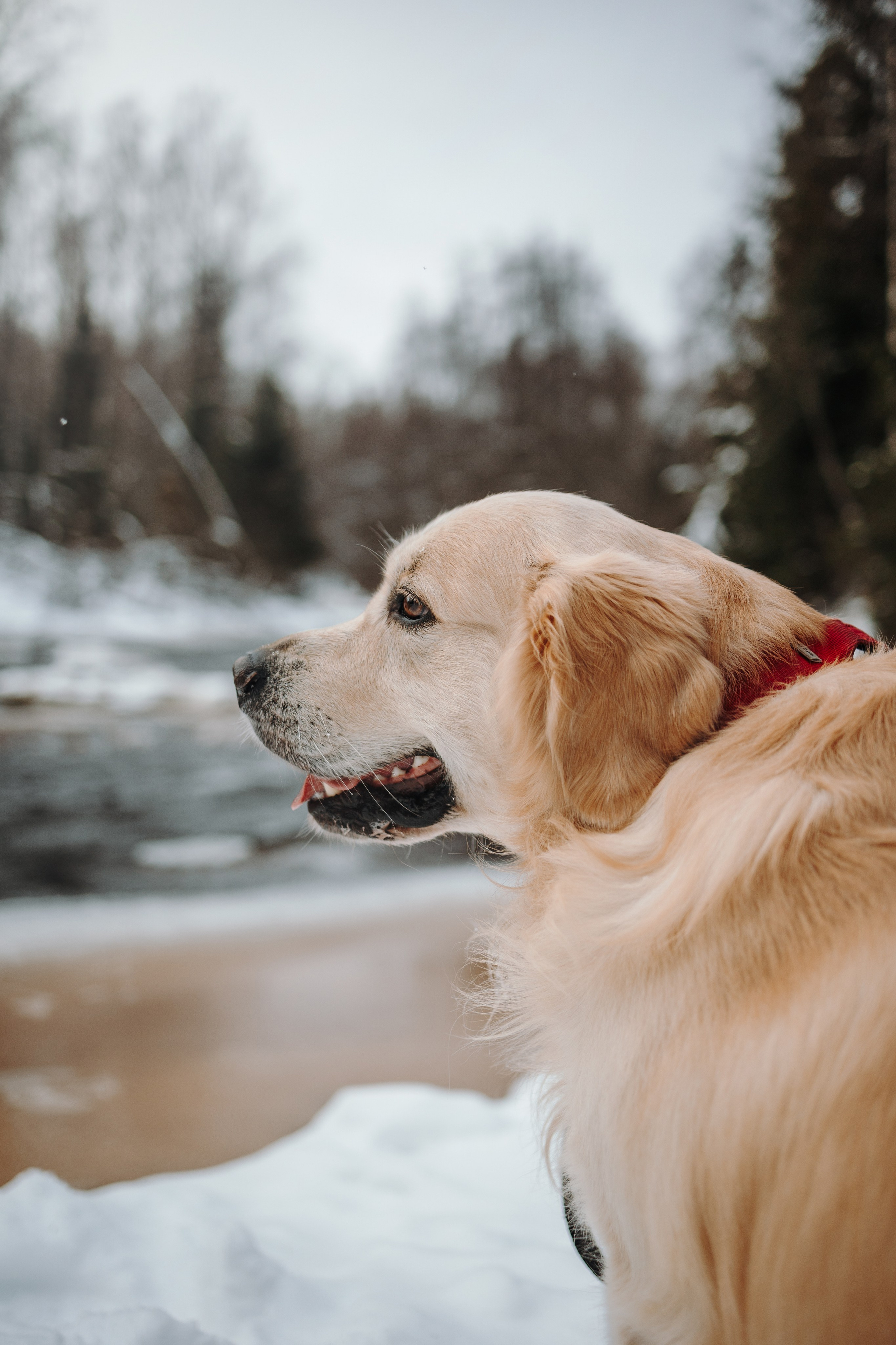Вика и Лёва. Фотограф — Анималист | Санкт-Петербург