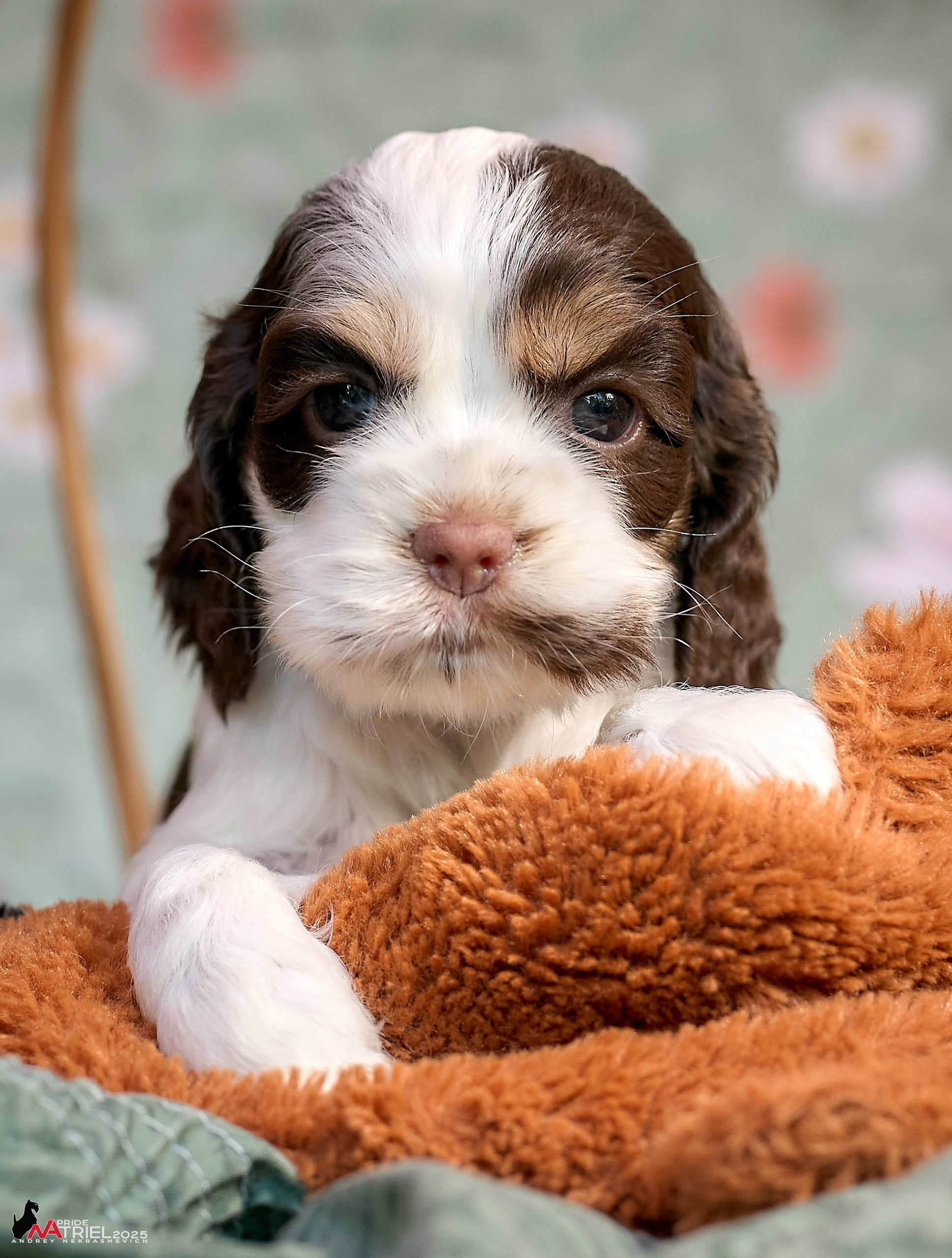 Щенки АмКокеров