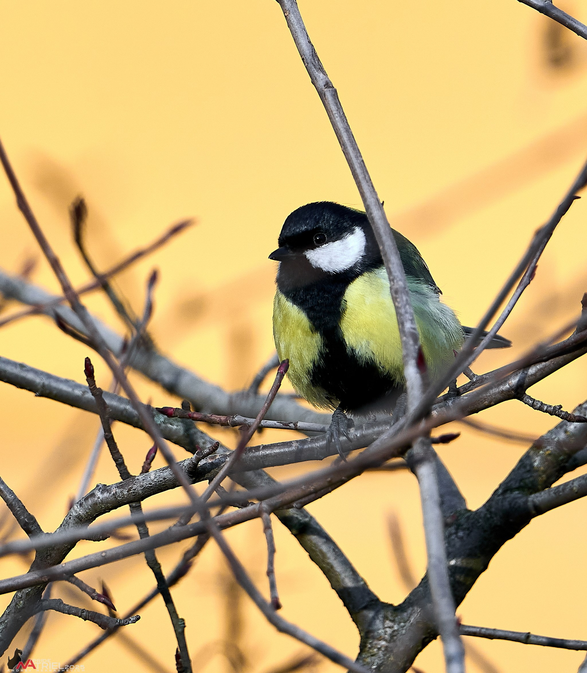 Фотопрогулка "вокруг дома"