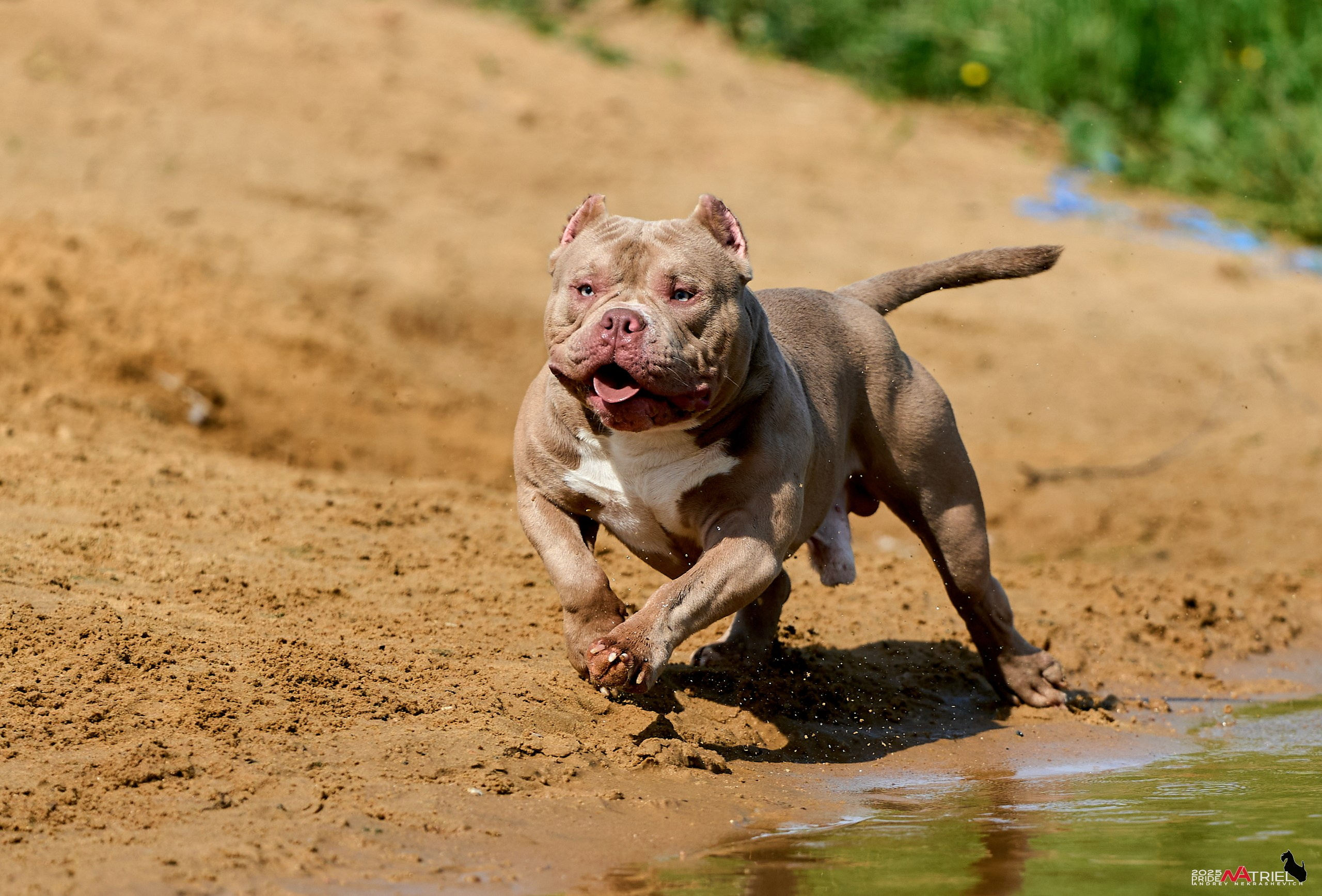 Съемка собак породы булли на природе