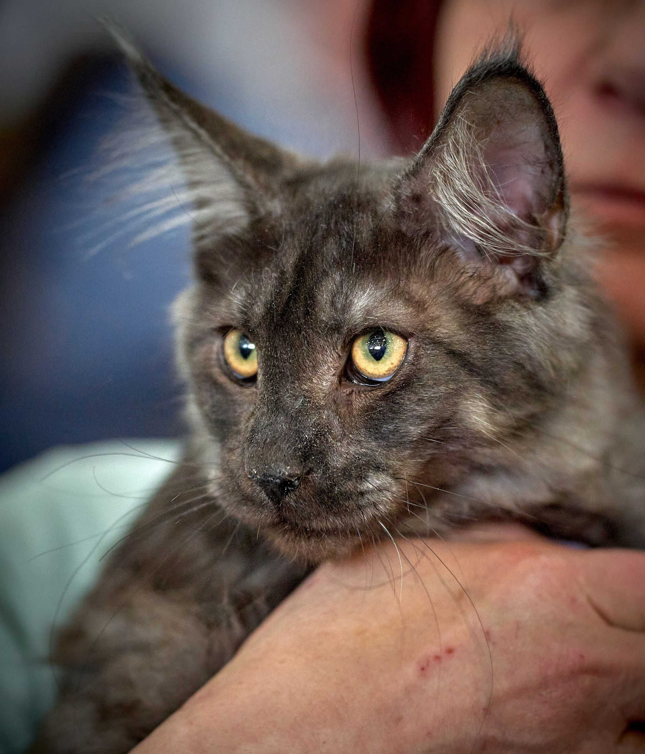 Кошки на выставках — галерея NATRIEL