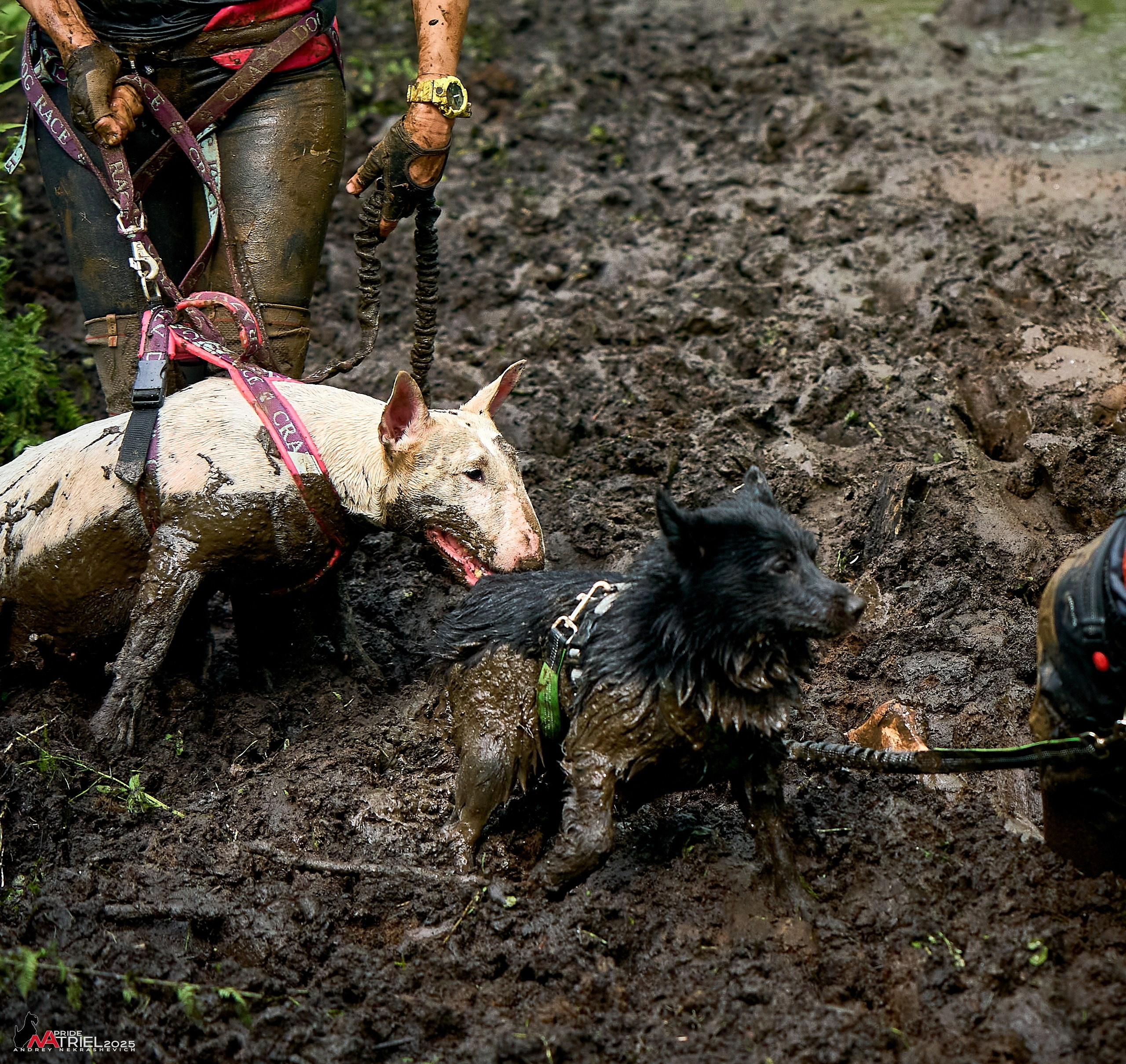 Russian Extreme Dog Trail — 2025