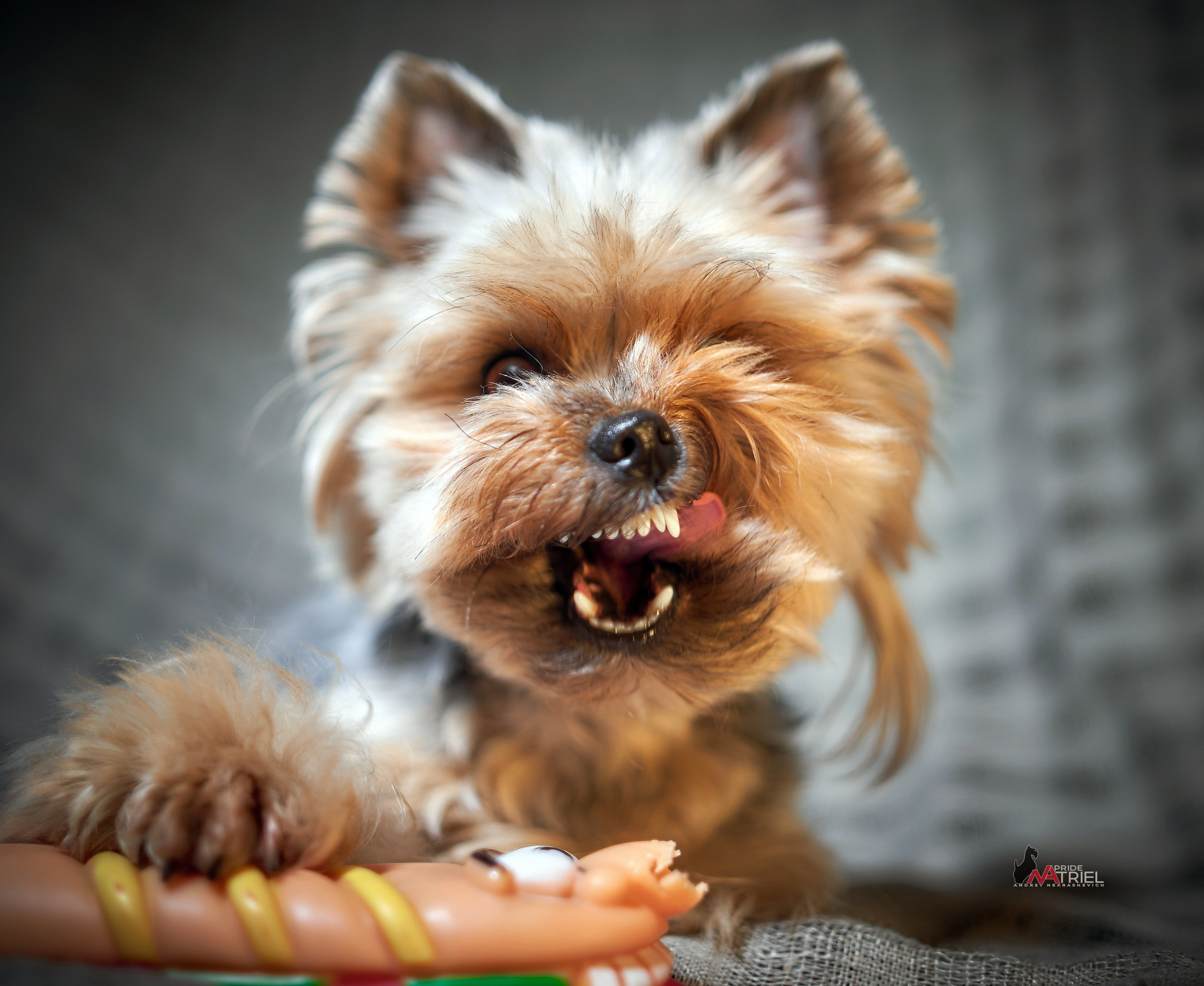 Йоркширский терьер Циля