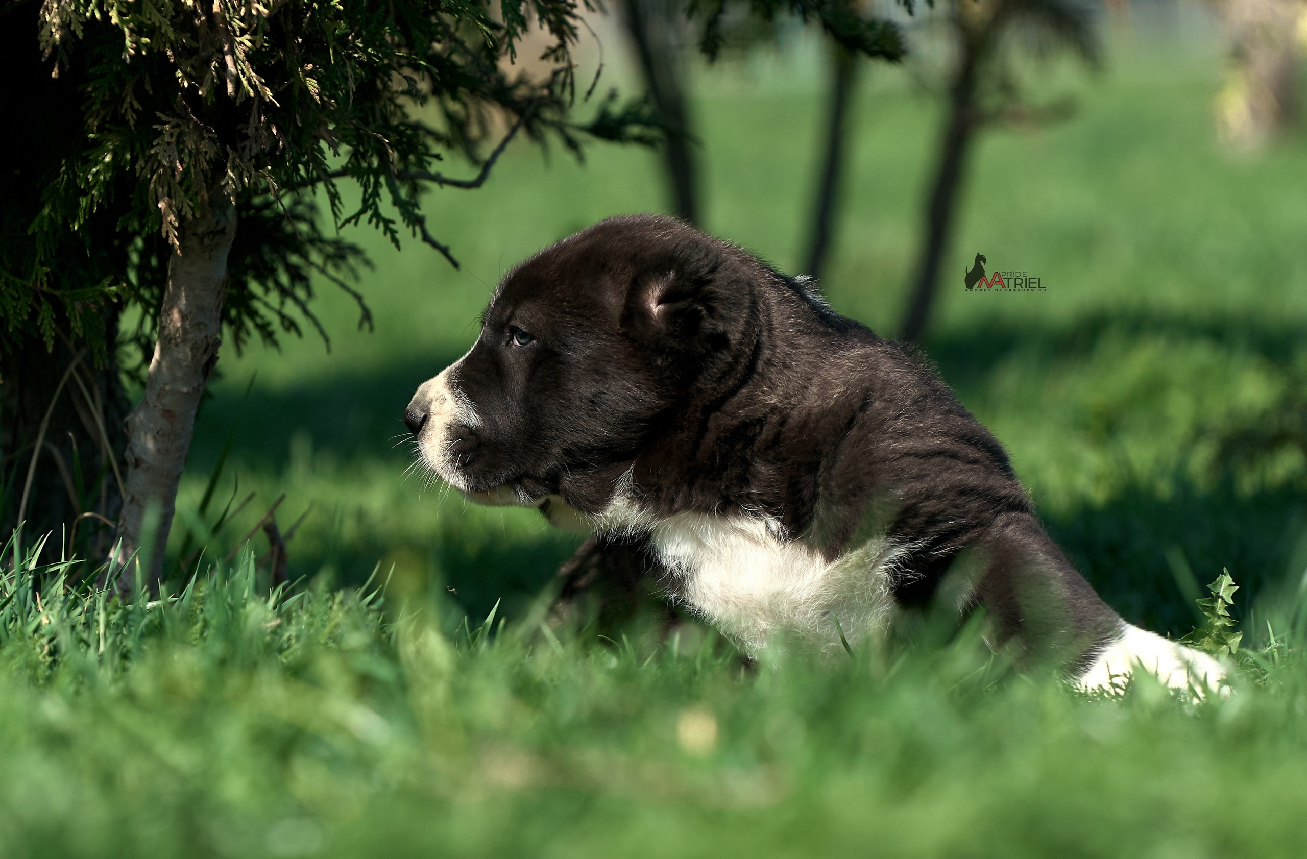 Среднеазиаты — щенки и взрослые