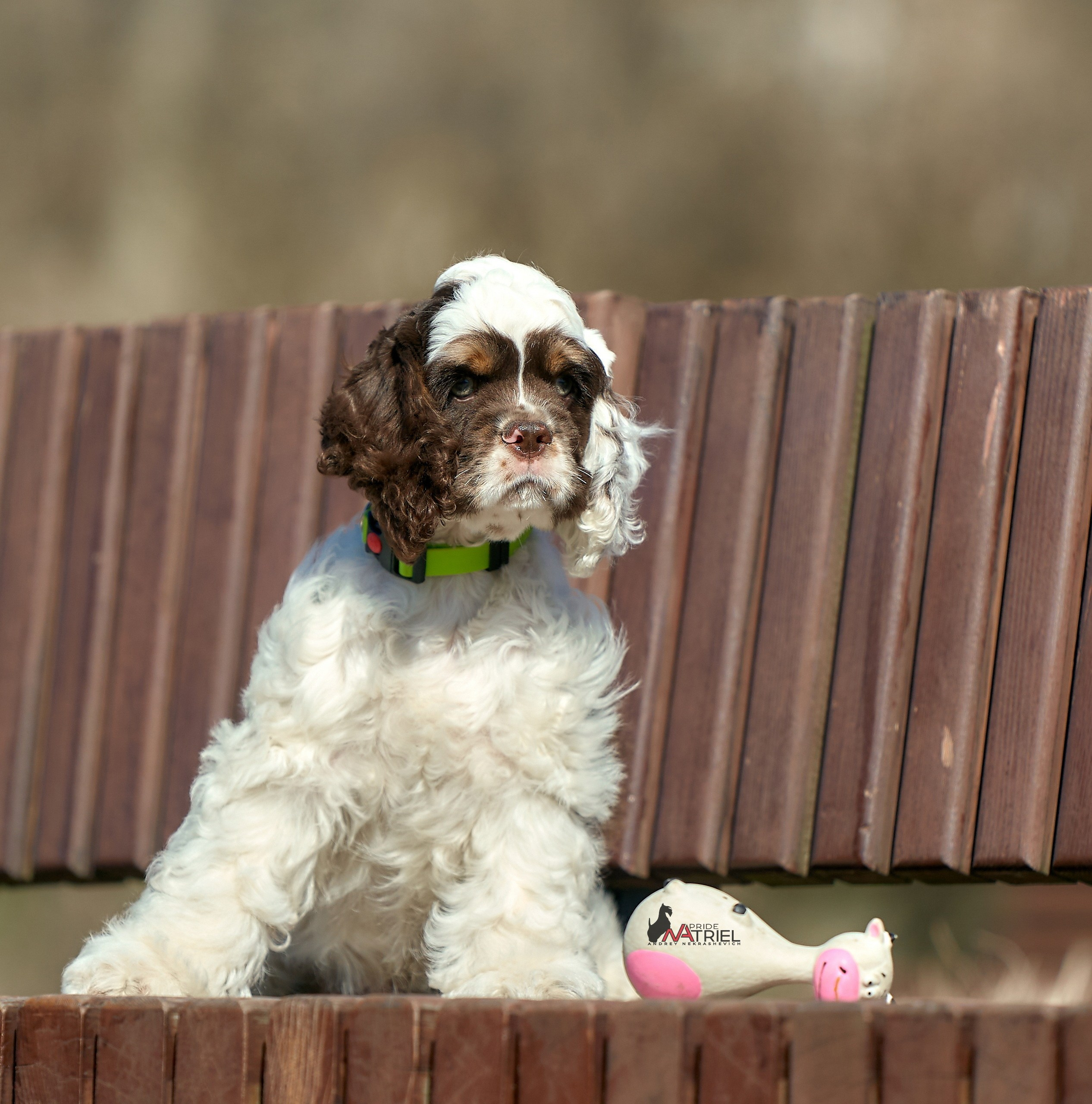 Прогулка со щенком