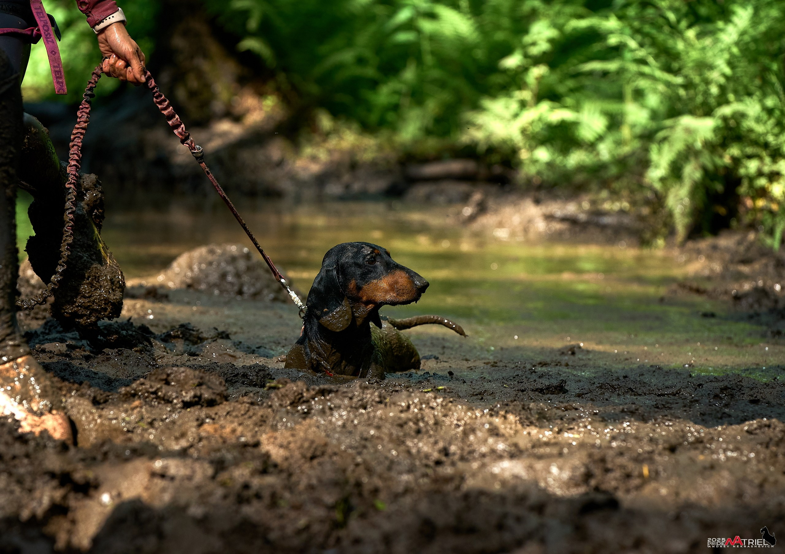 Russian Extreme Dog Trail — 2025