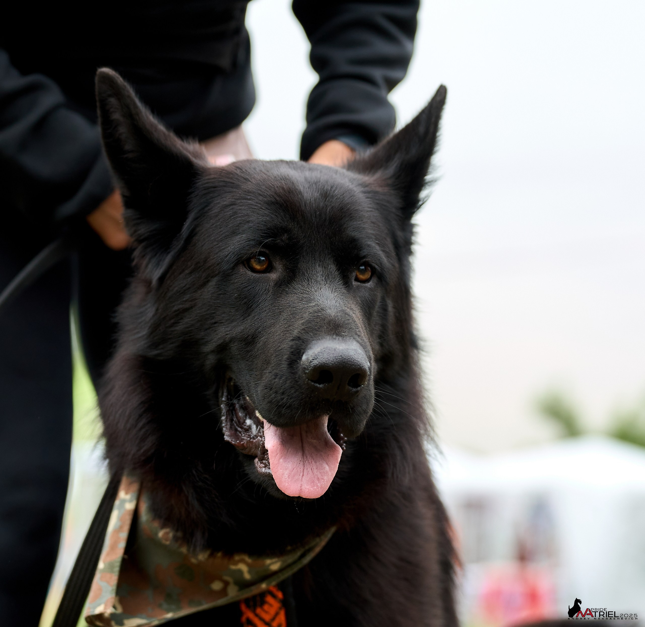 Russian Extreme Dog Trail — 2025