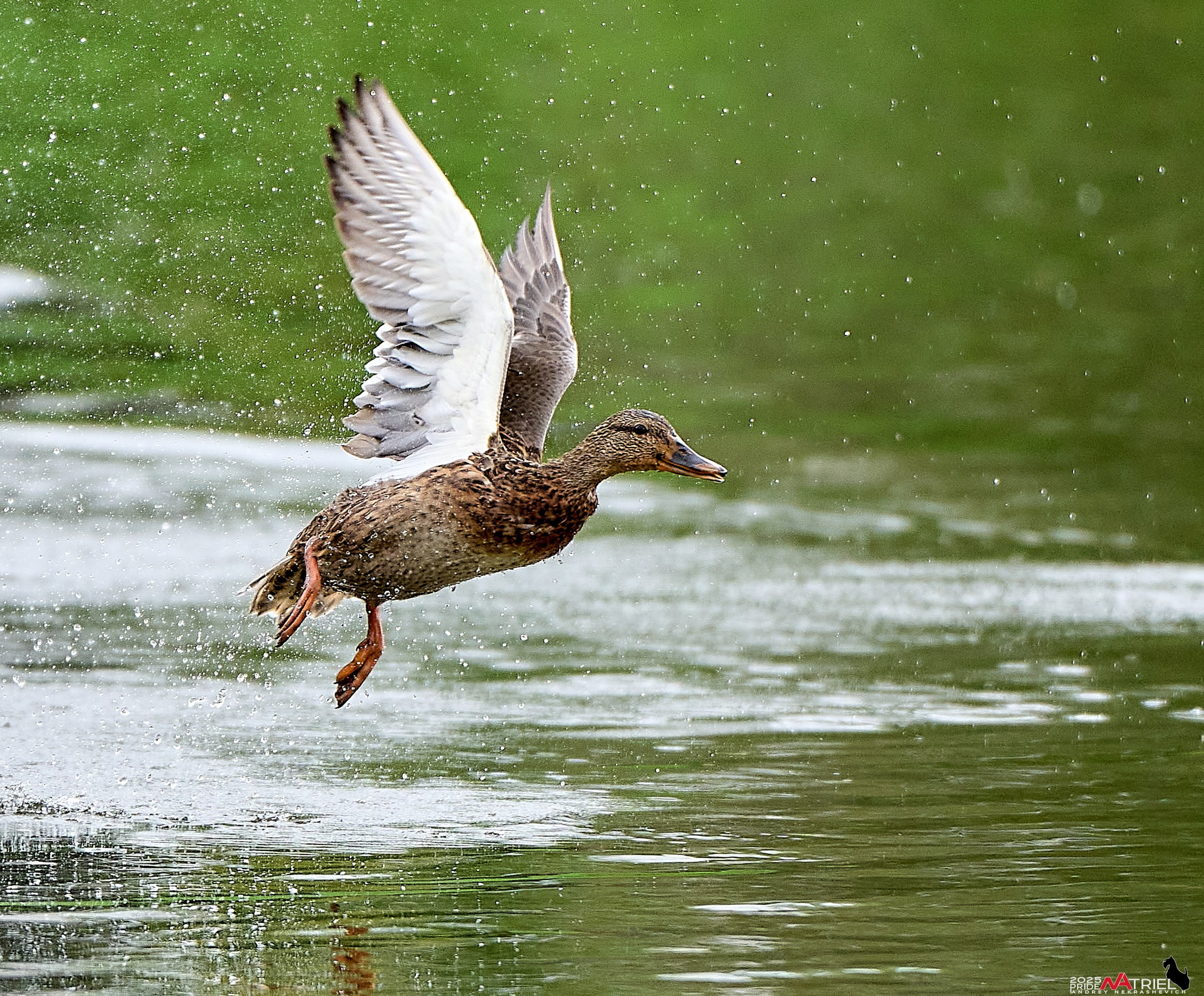 Утки на пруду