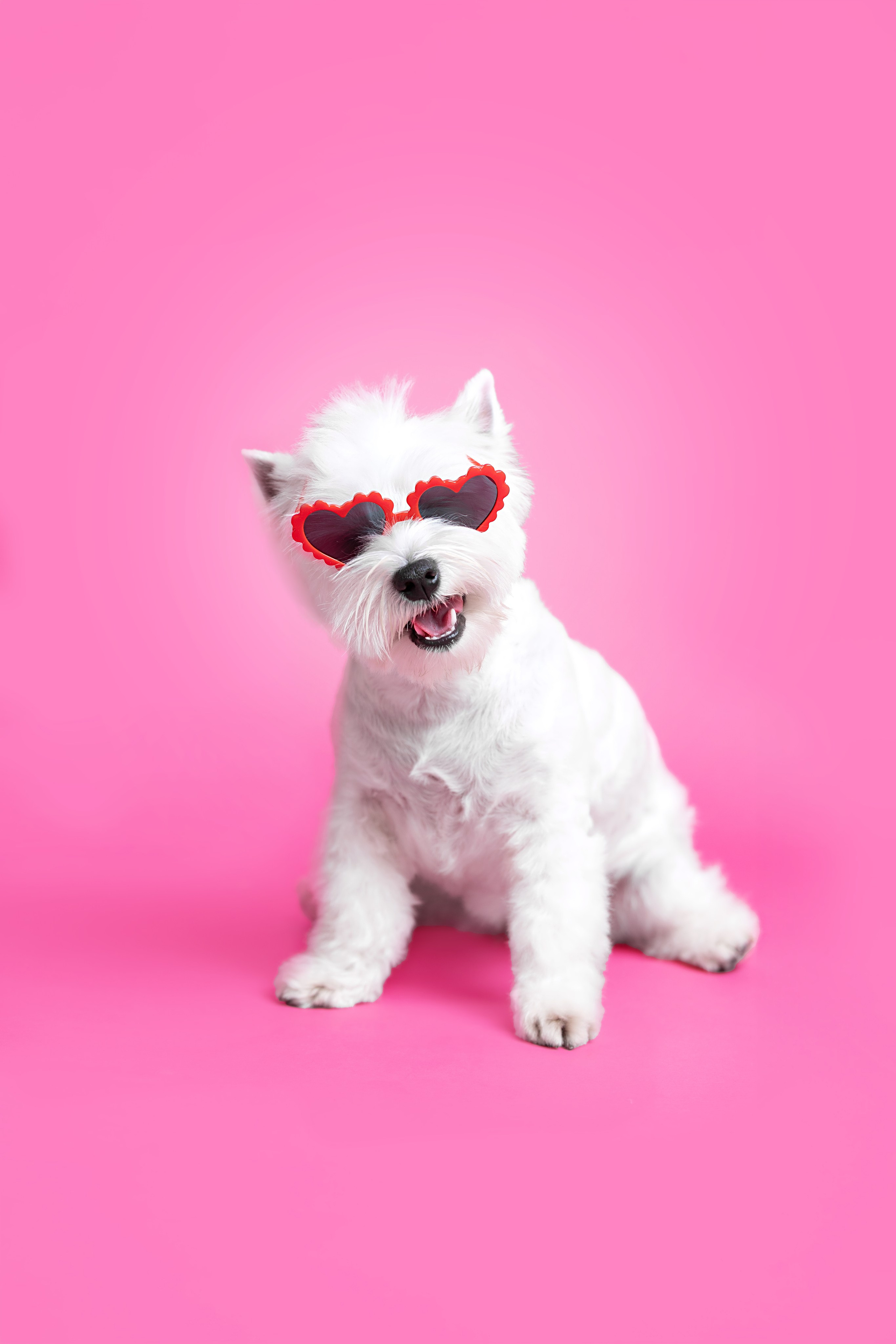 Ханна. Фотограф анималист Кристина Карпова, Москва