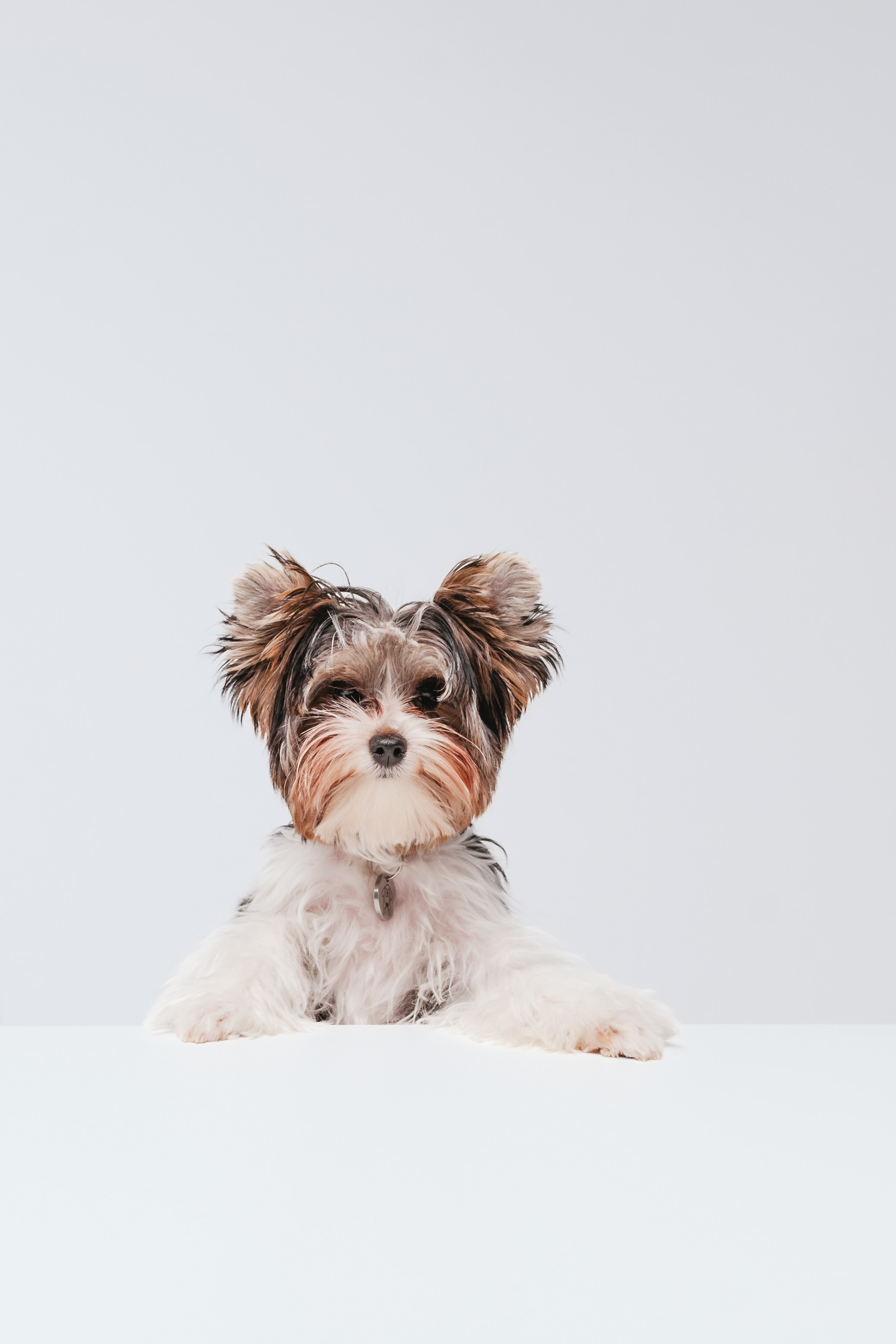 Студия близняшки. Фотограф-анималист Татьяна Степанова