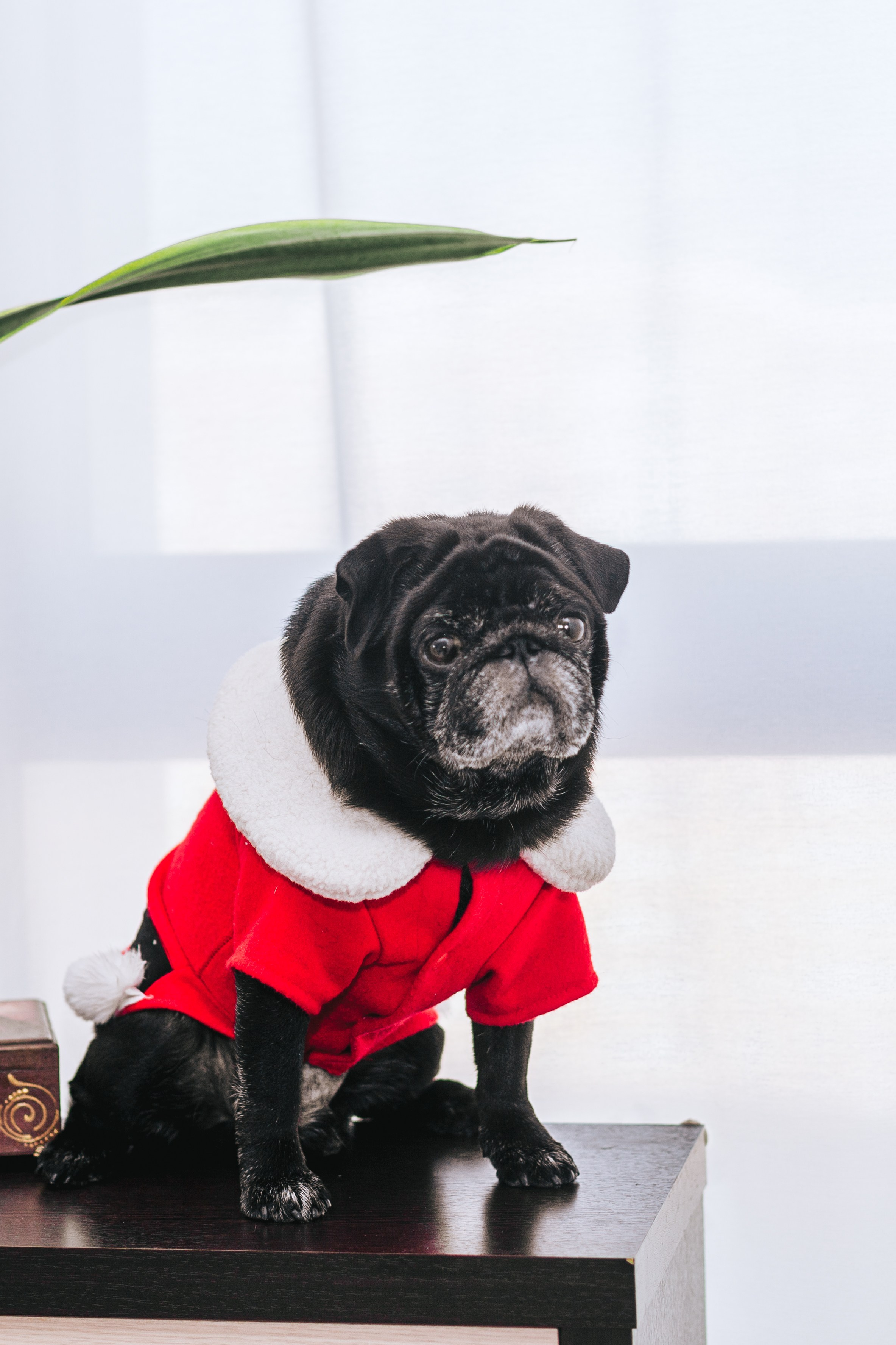 Домашняя фотосессия Оли и двух ее мопсов. Фотограф-анималист Татьяна Степанова