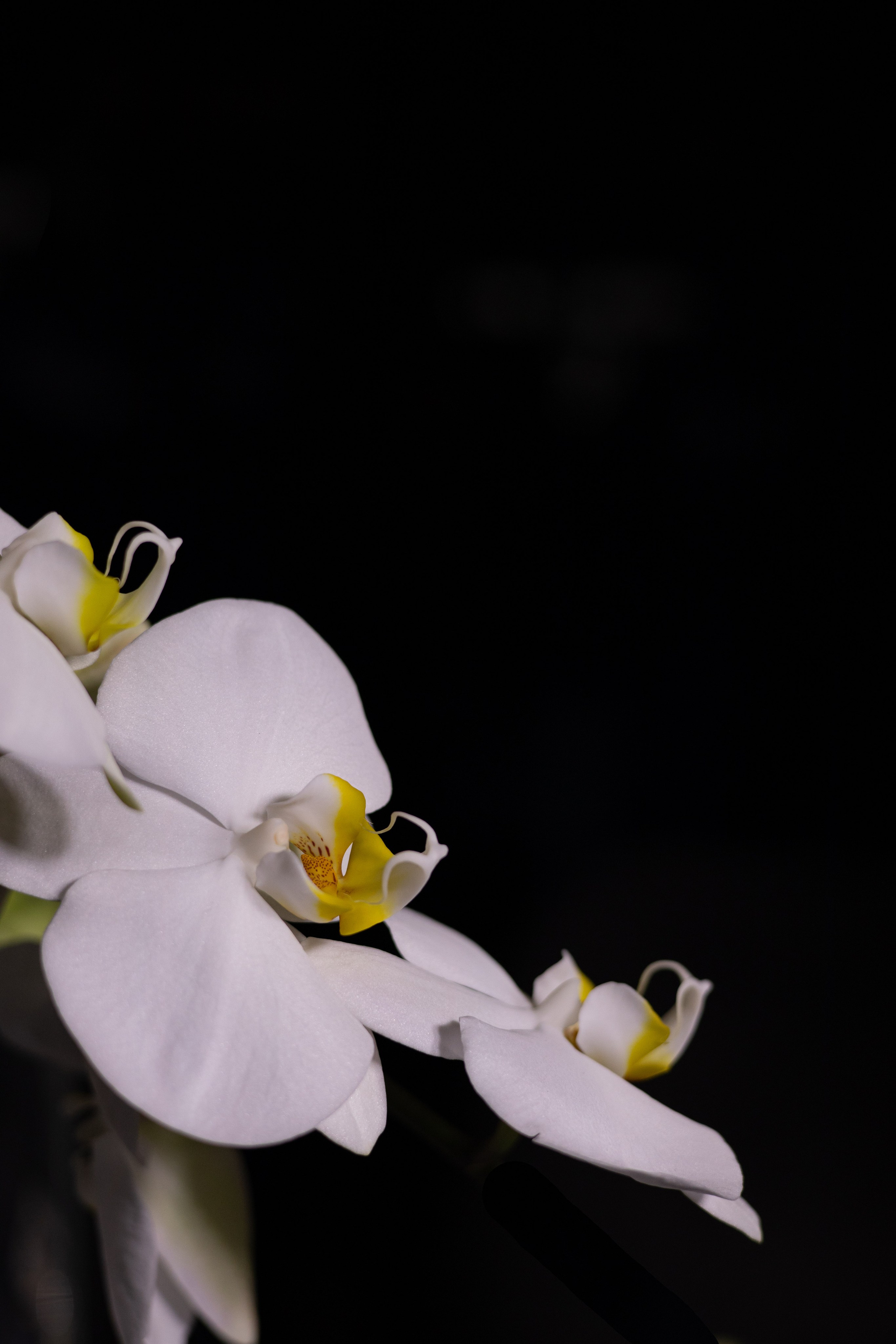 Лера & Алексей. Ресторан «TOUCH». Оформление свадеб, декор свадеб Вера Маркова, Москва