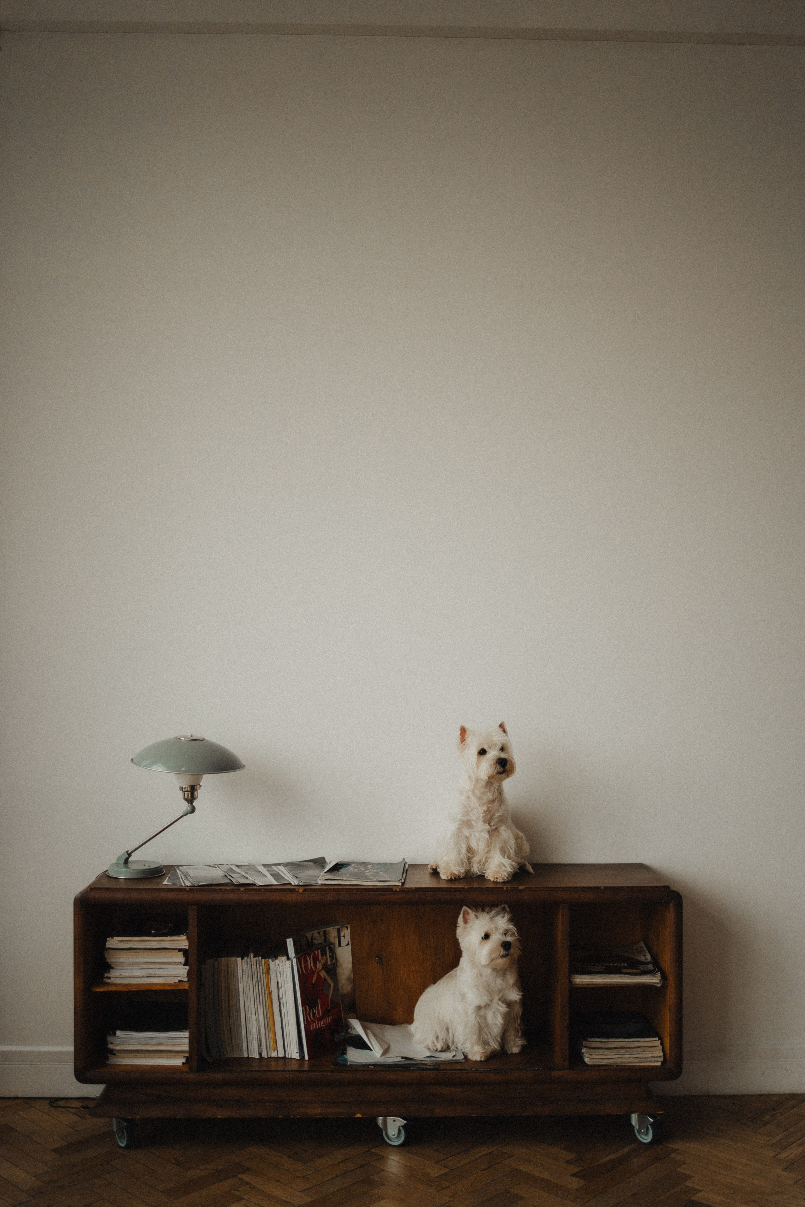 Вероника, Мята и Малина. Фотораф — анималист Мария Шистка