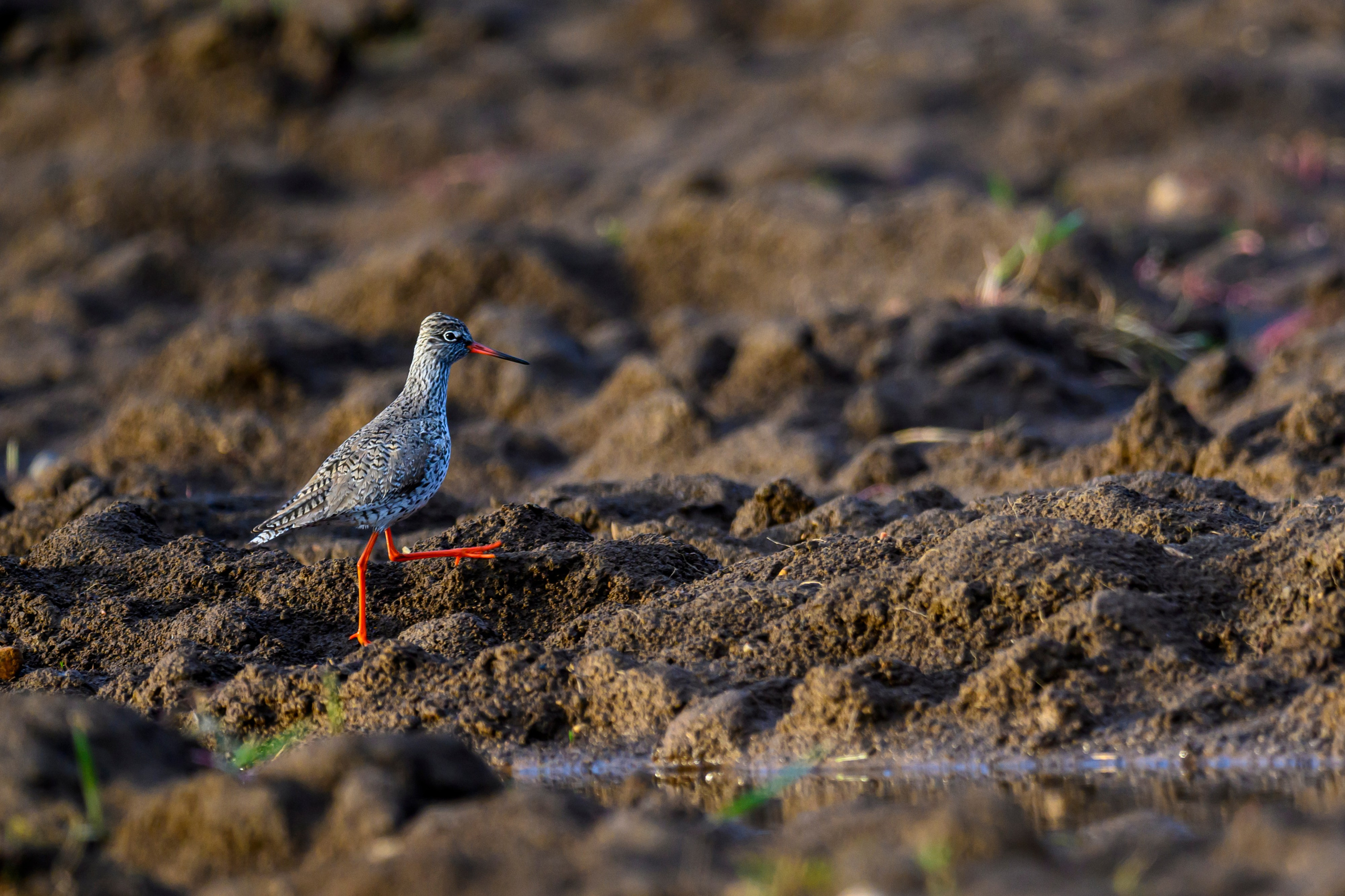 Дуплет скопы. Wildlife photography by Sergey Puponin