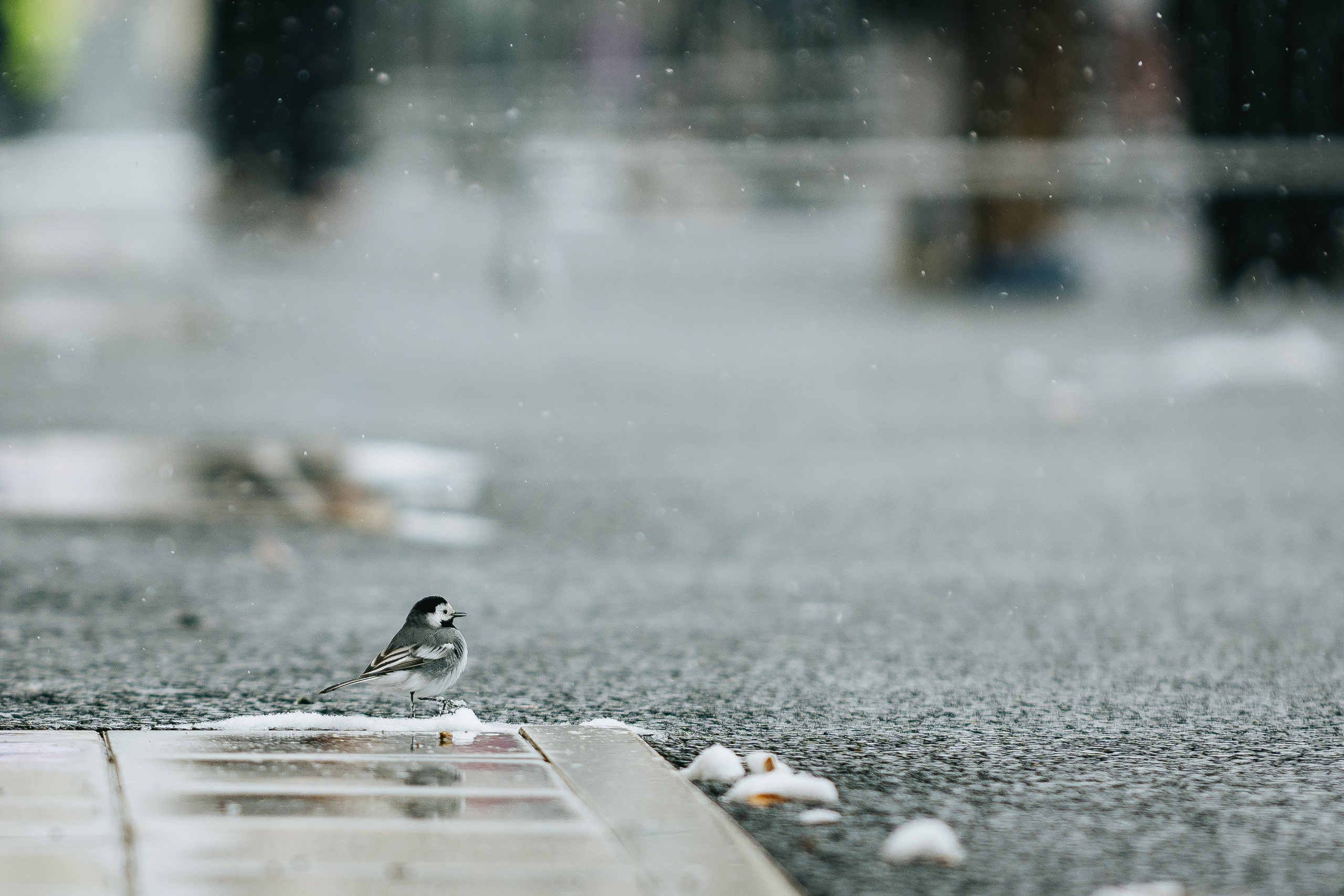 Забег «Апрель». Даниил Сергеев: репортажный фотограф
