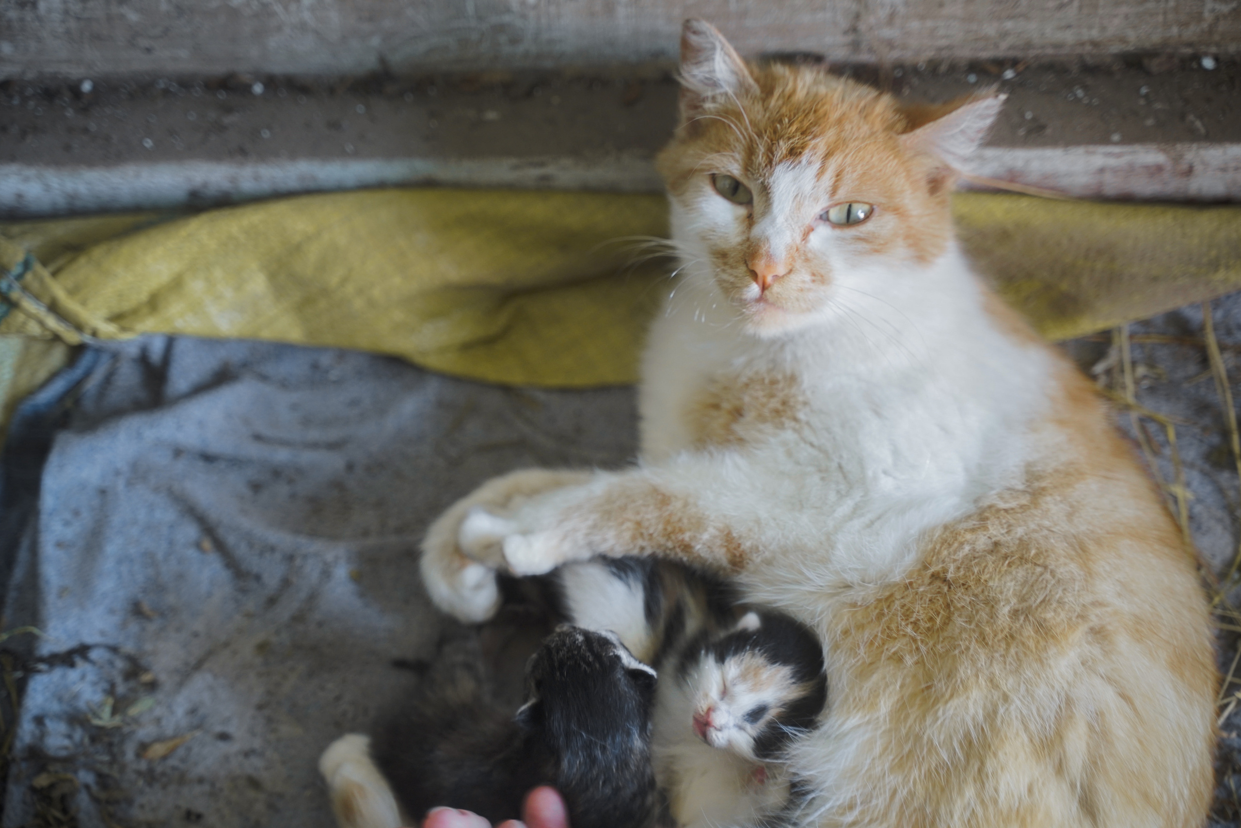 Добровольческий отряд после наводнения в селе Ундино-Поселье, 2021. Андрей Фадеев фото видео Тбилиси