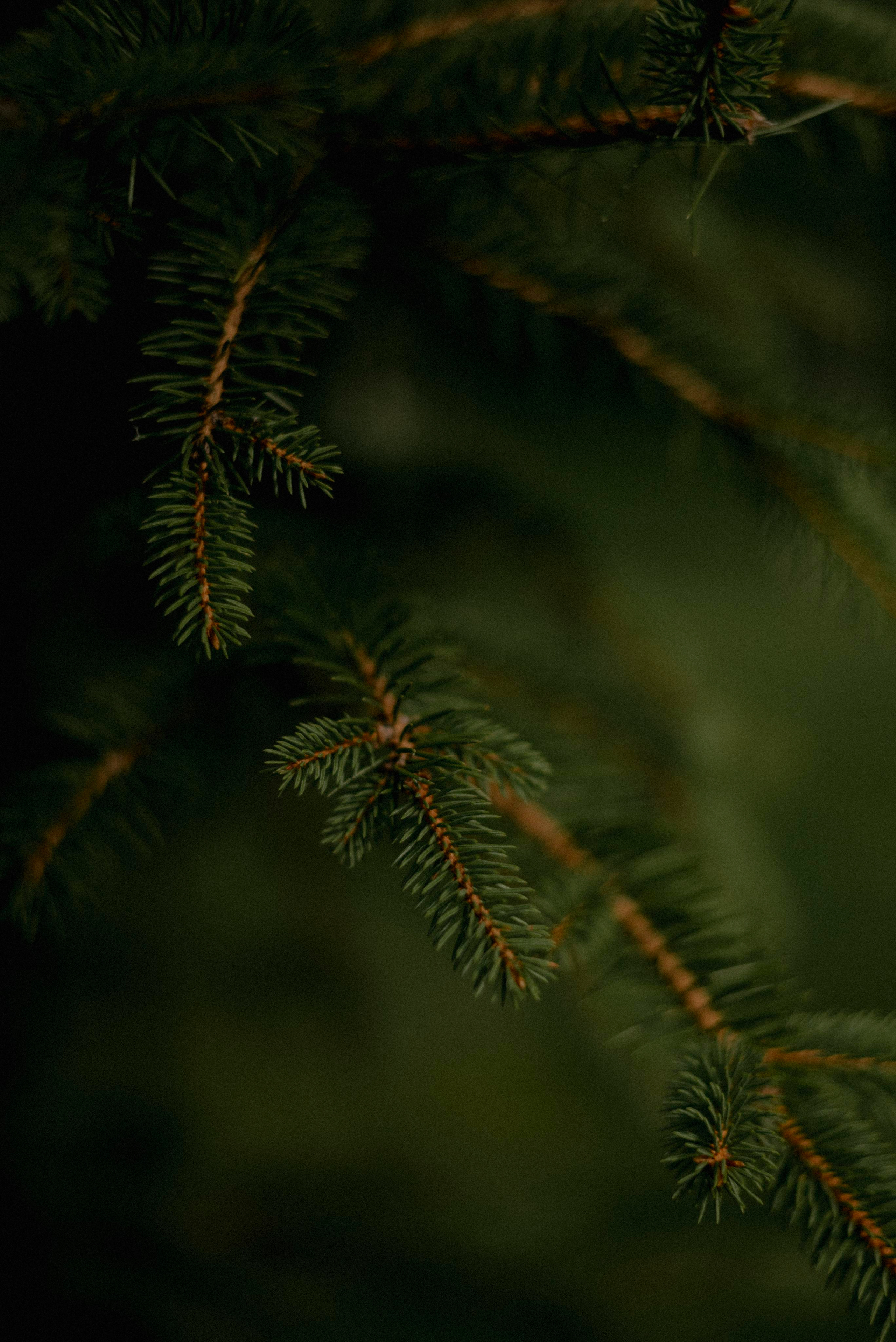 Екатерина & Владимир. Алёна Куртова