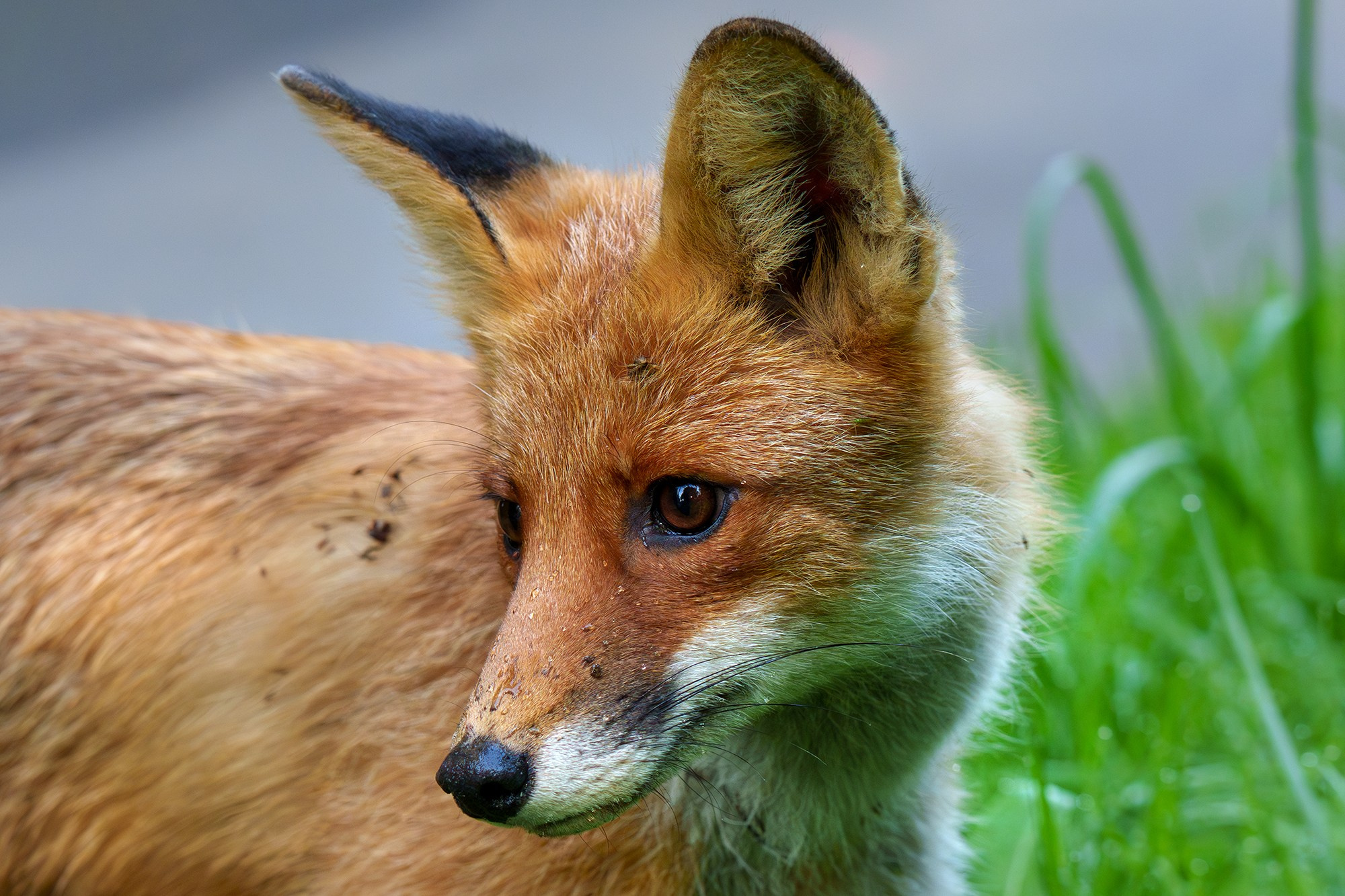 Животные. Ваш личный фотограф Марина Волкова