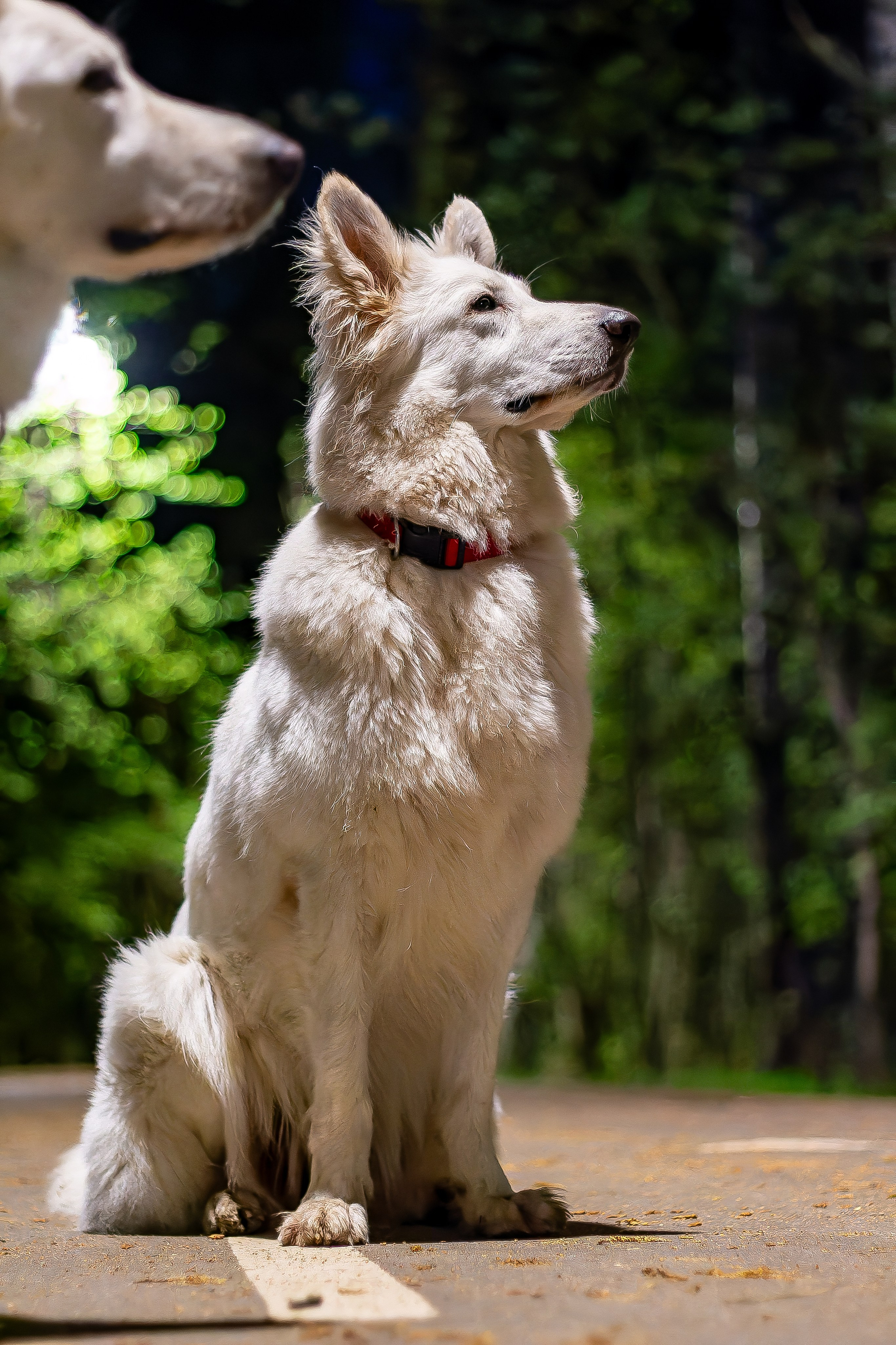 Я в душе волк!. Фотограф • Орехово-Зуево • Балашиха • TEFO
