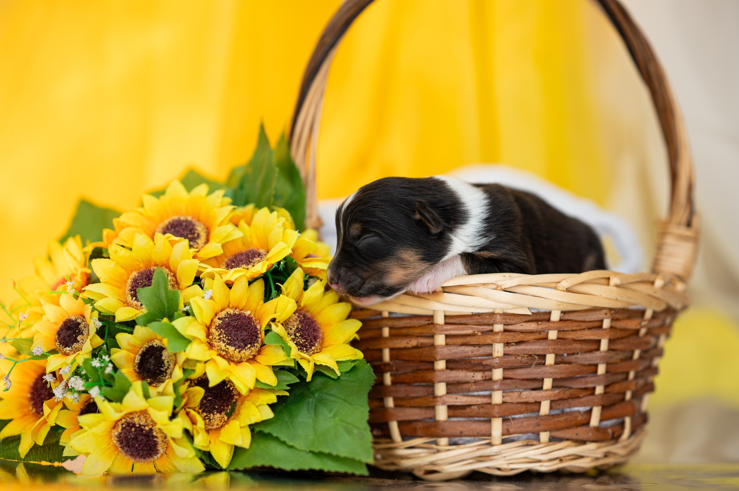 Заводчик Влада Эльман. Творческий фотограф Вологда