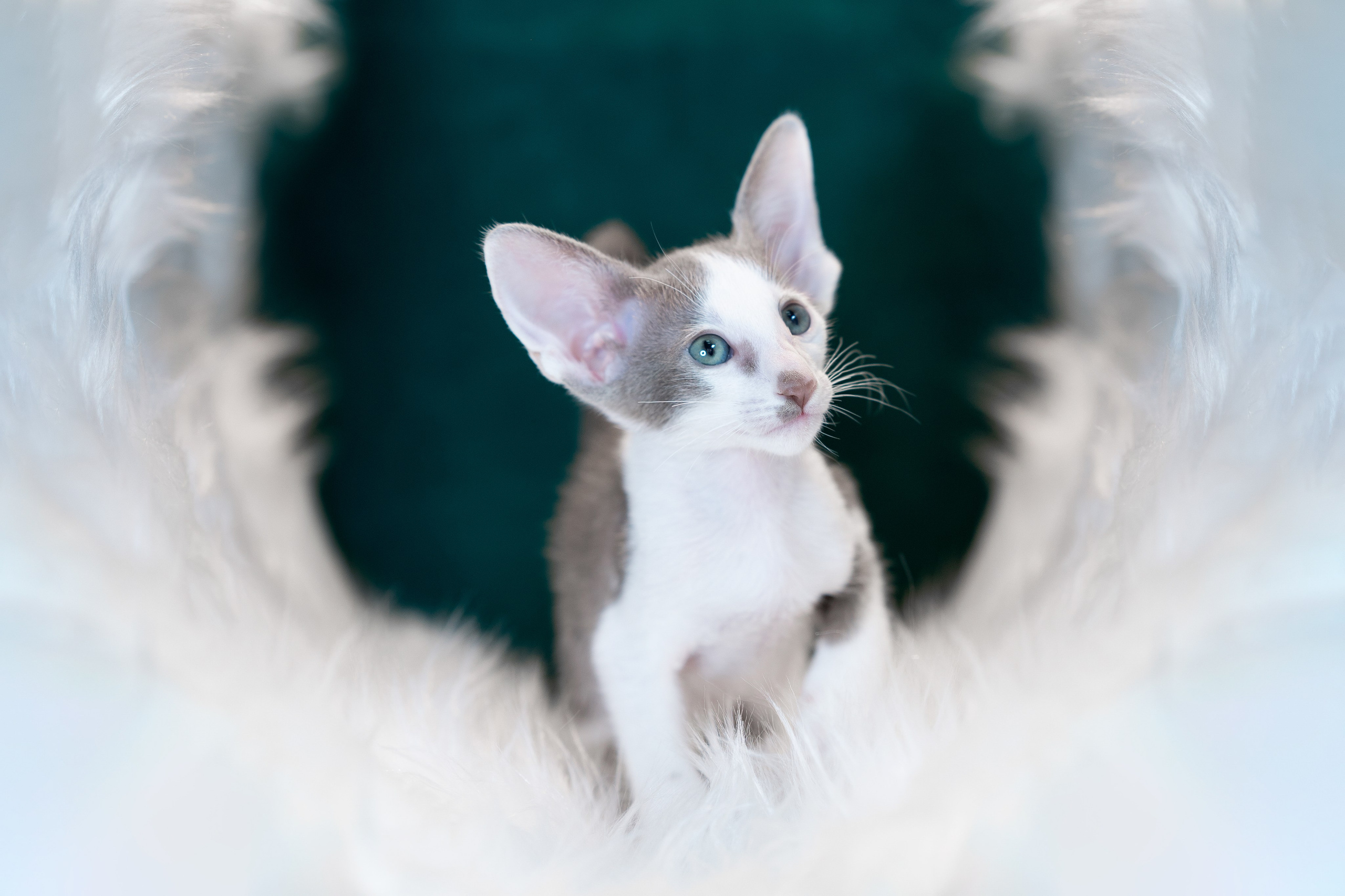 Заводчик Юлия Панова. Творческий фотограф Вологда