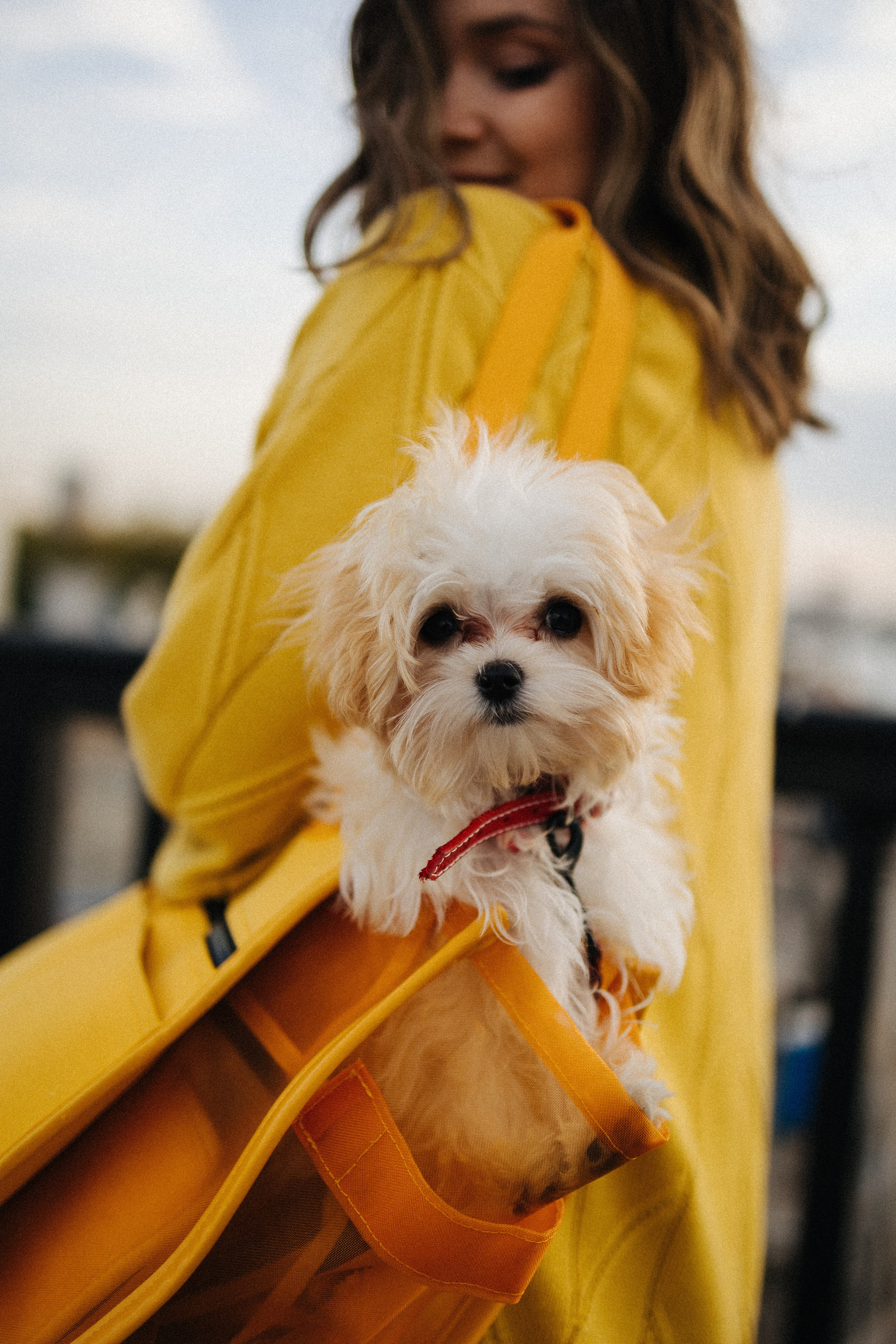 Оля и Бри. Фотораф — анималист Мария Шистка