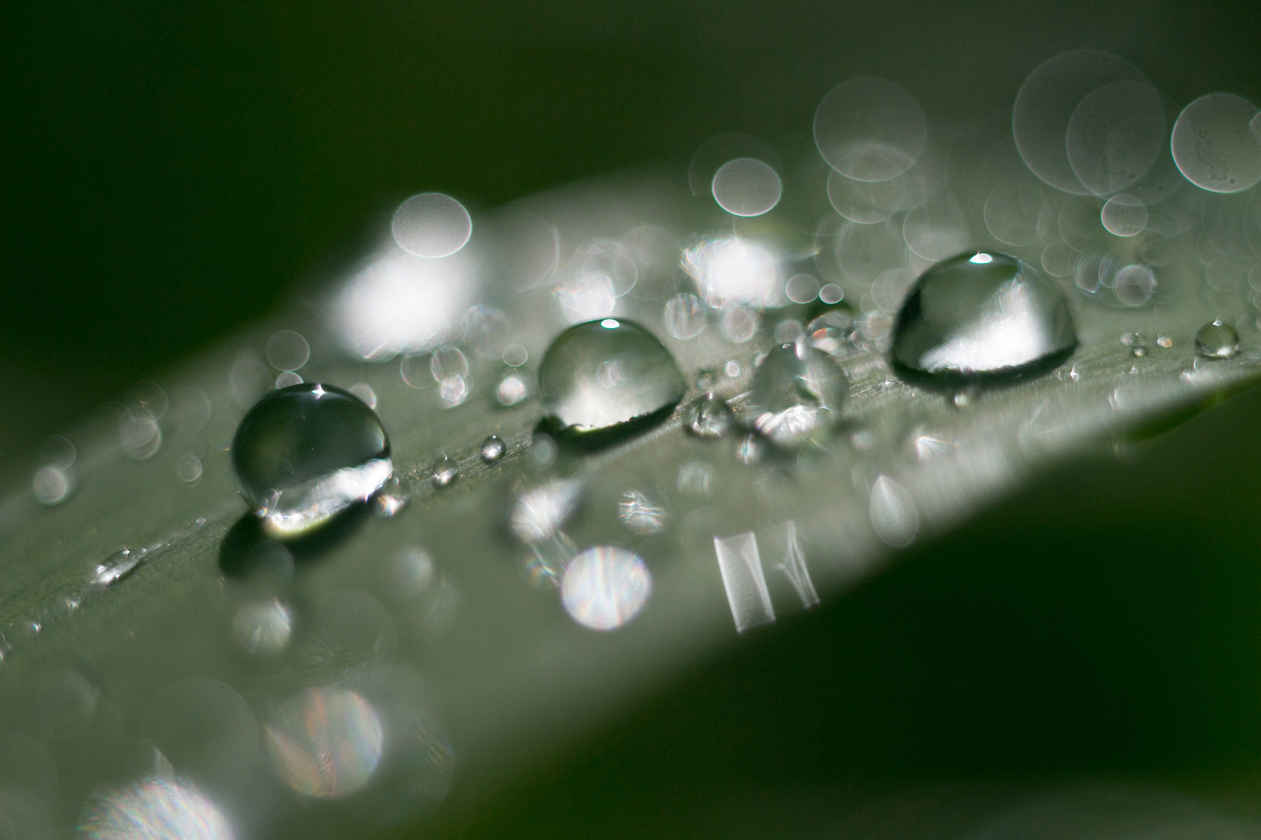 Макро. Фотограф Лагутин Анатолий