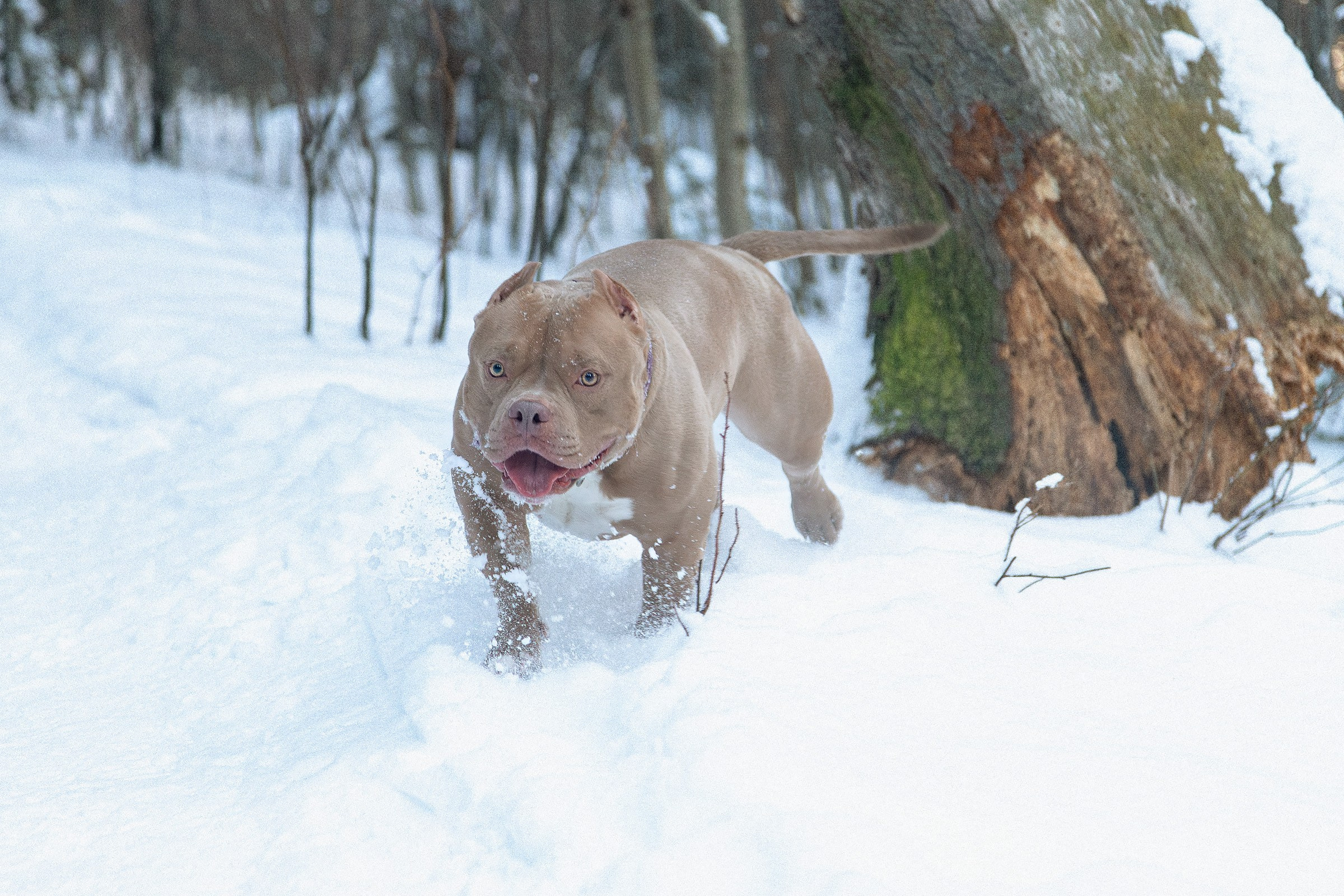 Американский булли Тесла. Htykk_photo