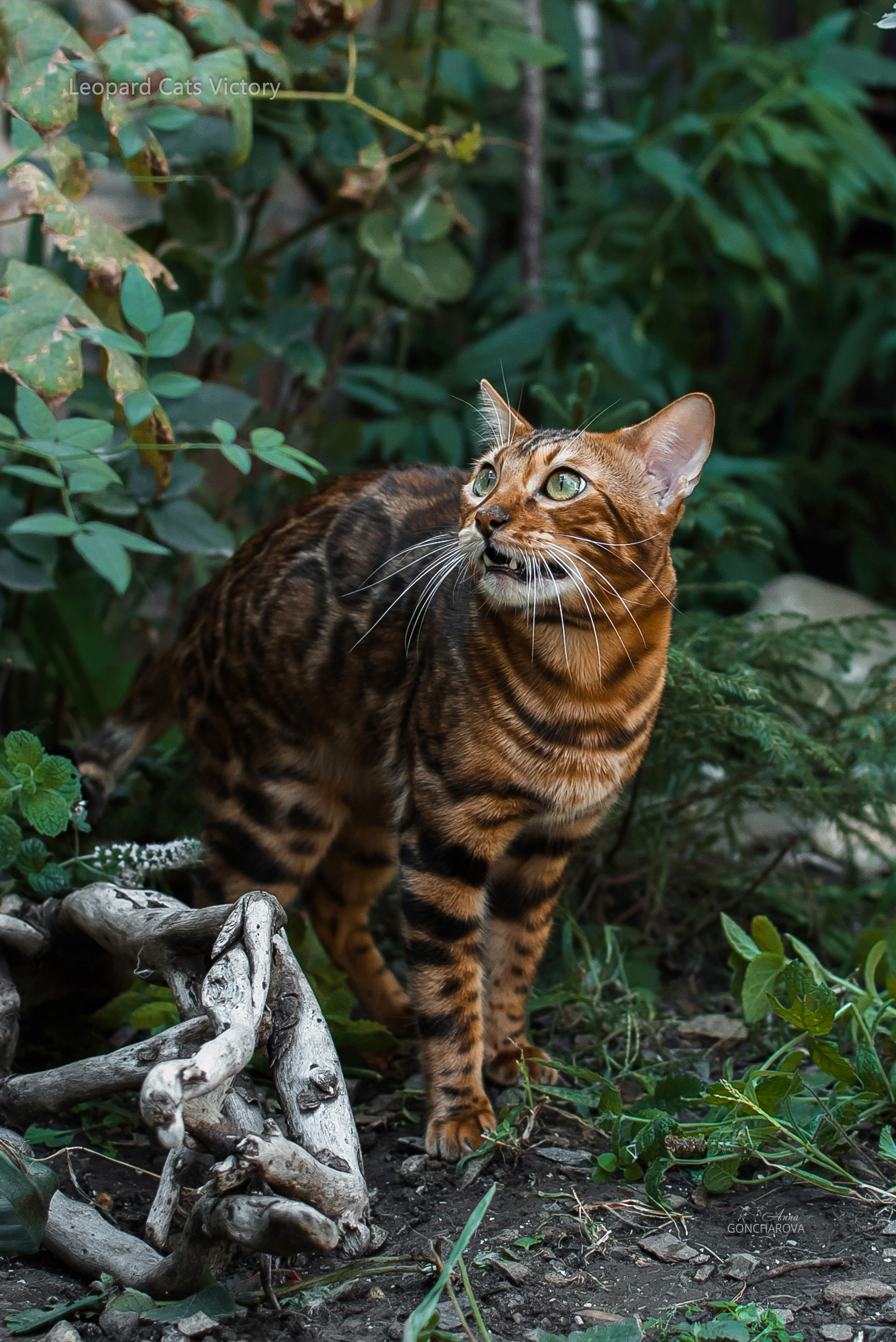 Съемка кошек. Фотограф анималист в Ростове I Гончарова Анна