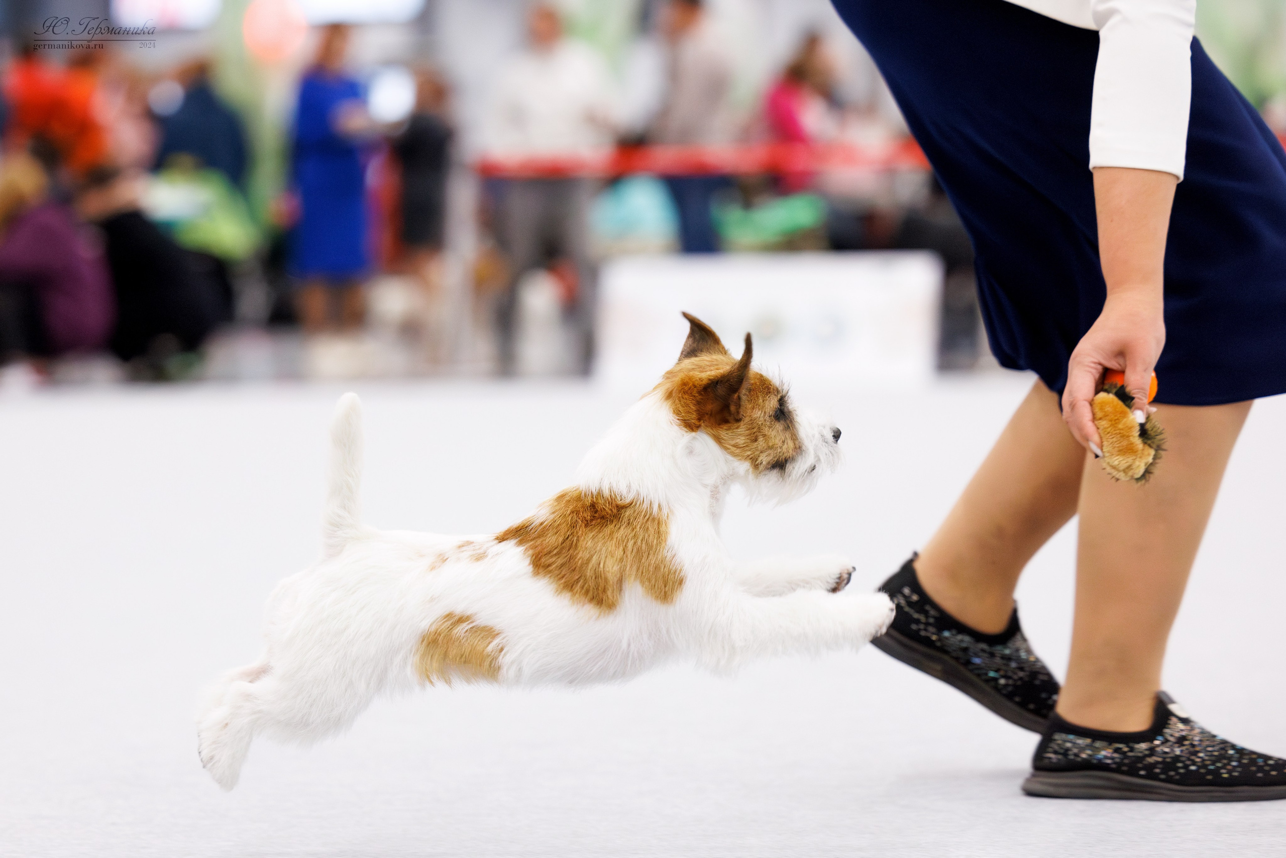 Казань Зилант 30-01.12 2024. Фотограф-анималист Юлия Германика