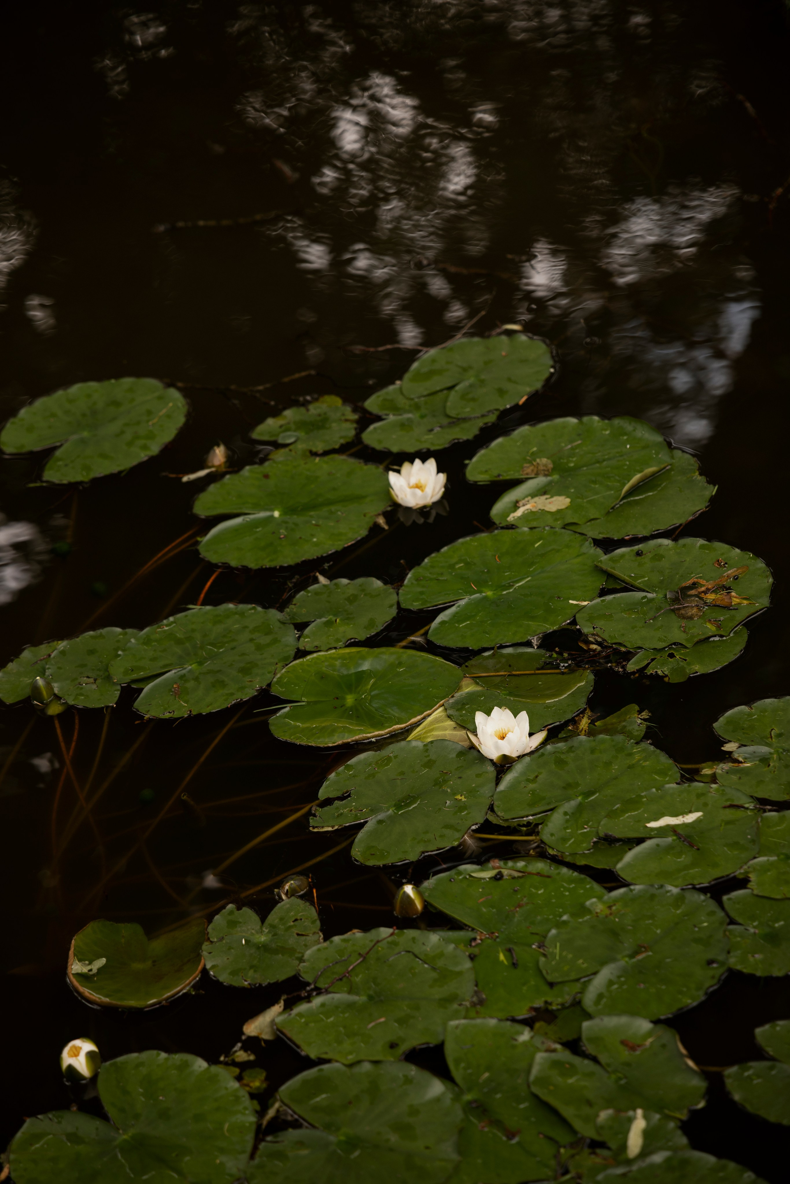 Илья и Диана. Свадебный и портретный фотограф