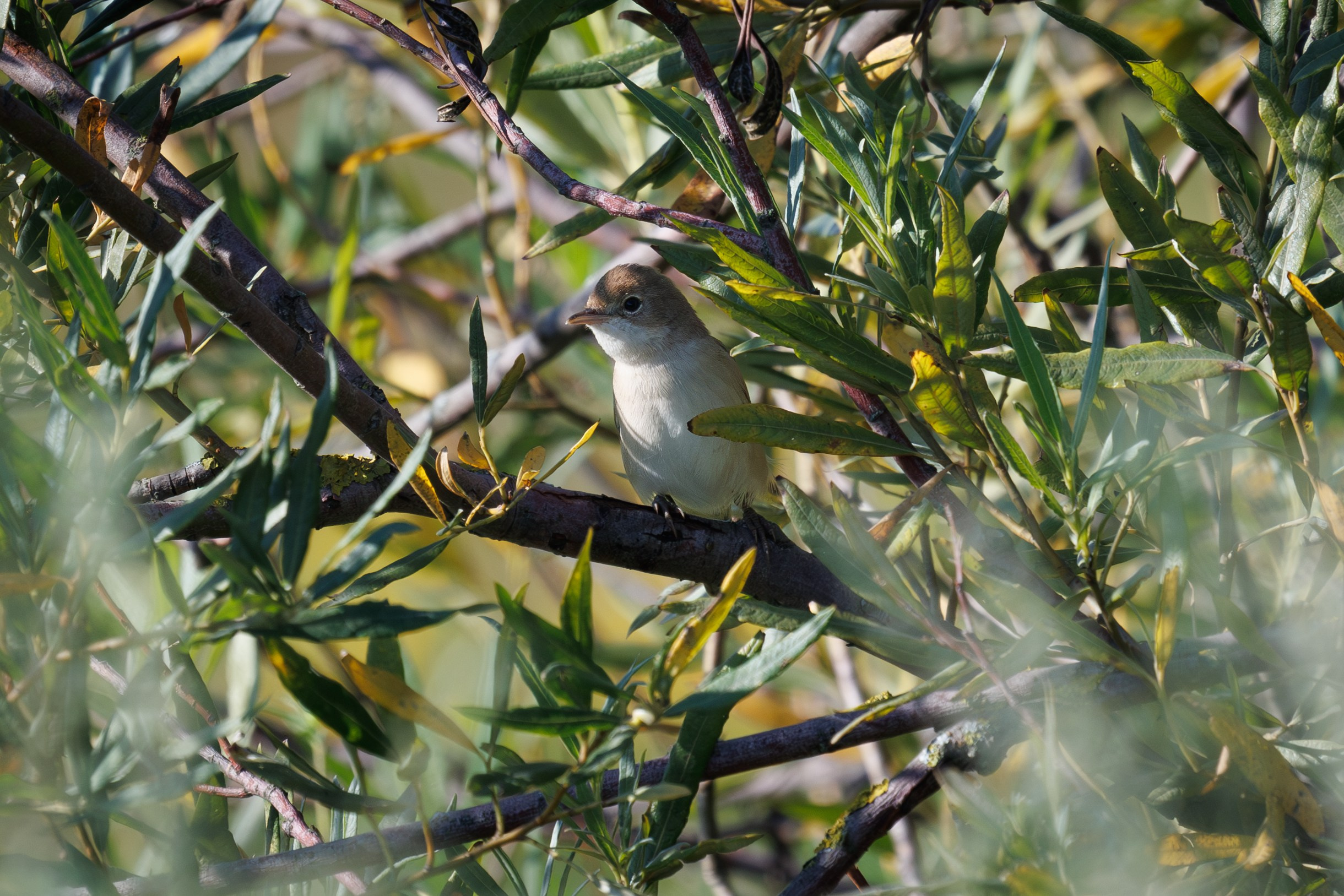 Птицы Москворецкого пойменного заказника. Птицы парков г. Люберцы