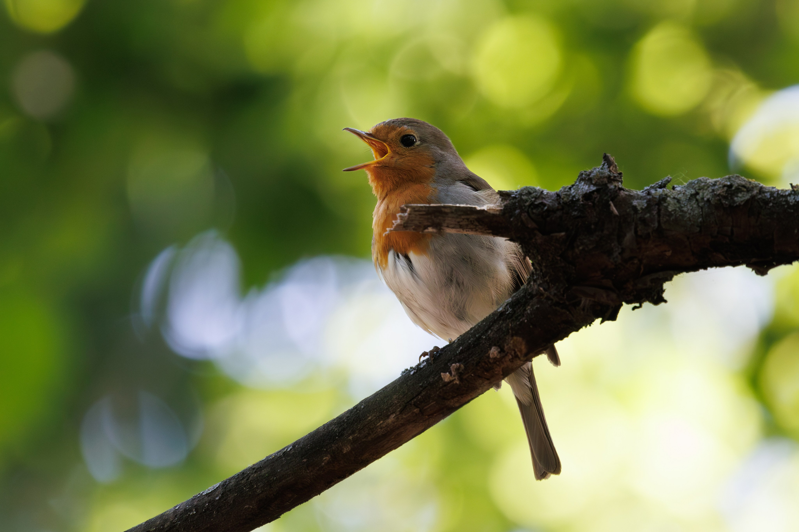 Зарянка поет,  г. Люберцы, парк "Наташинский" Снято на Canon EOS R8, RF 600 mm f11.