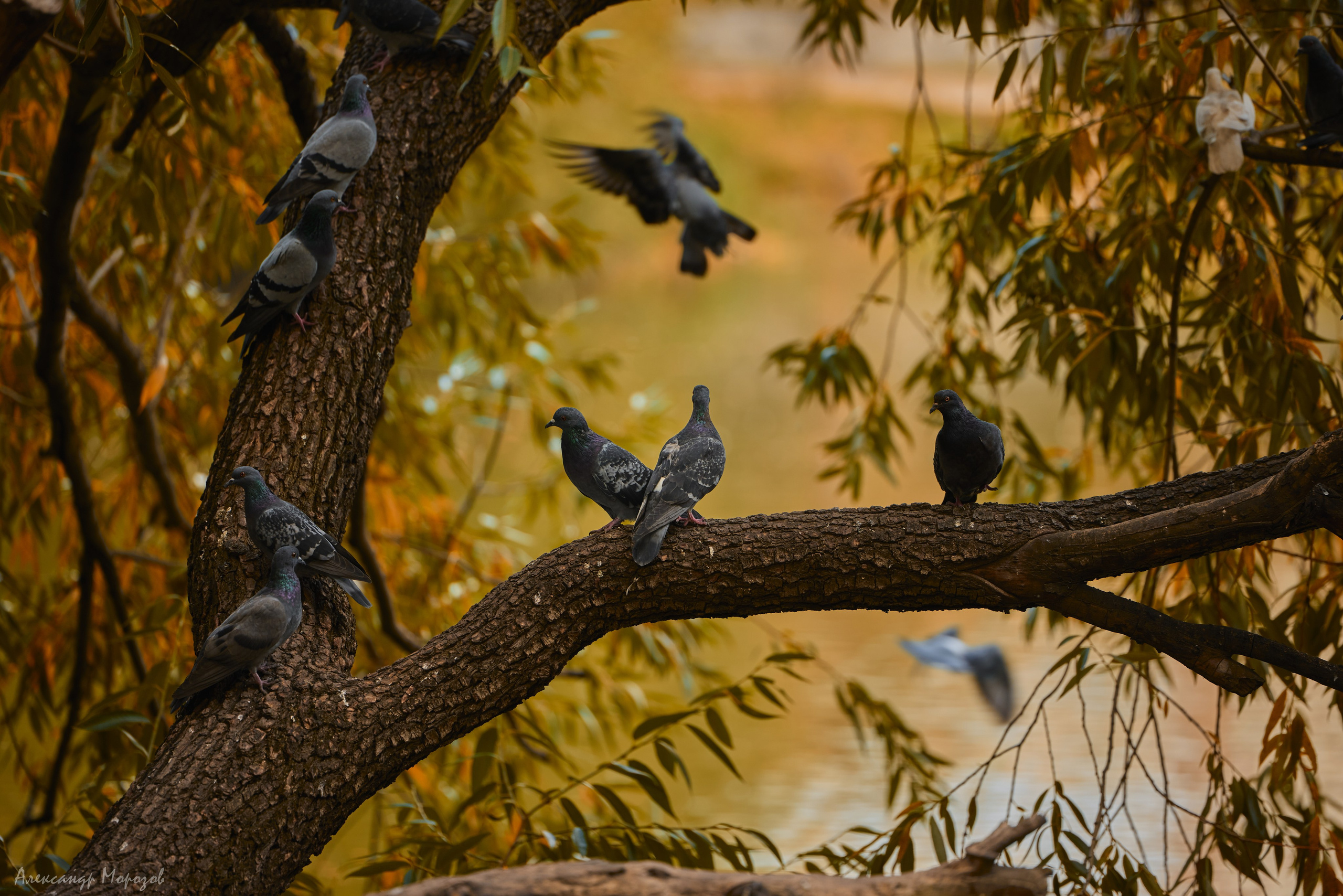 Фотопленэр «Золотая осень». Фотограф в Екатеринбурге Александр Морозов