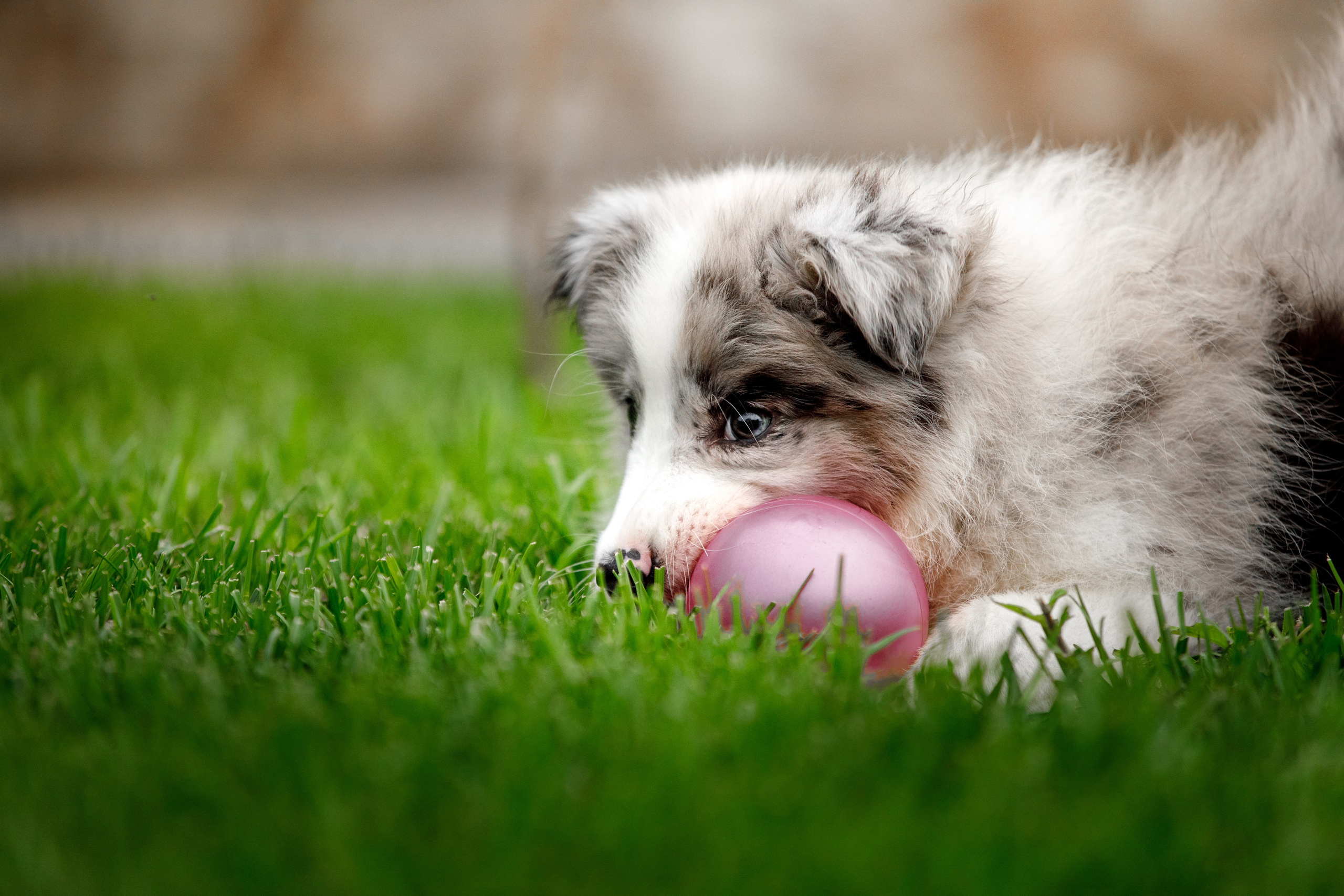 Болтовня в саду. О нас