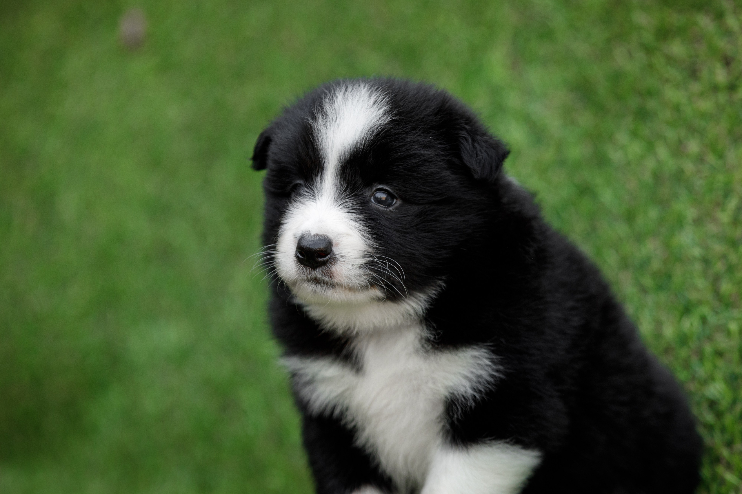 Смешарики. О нас