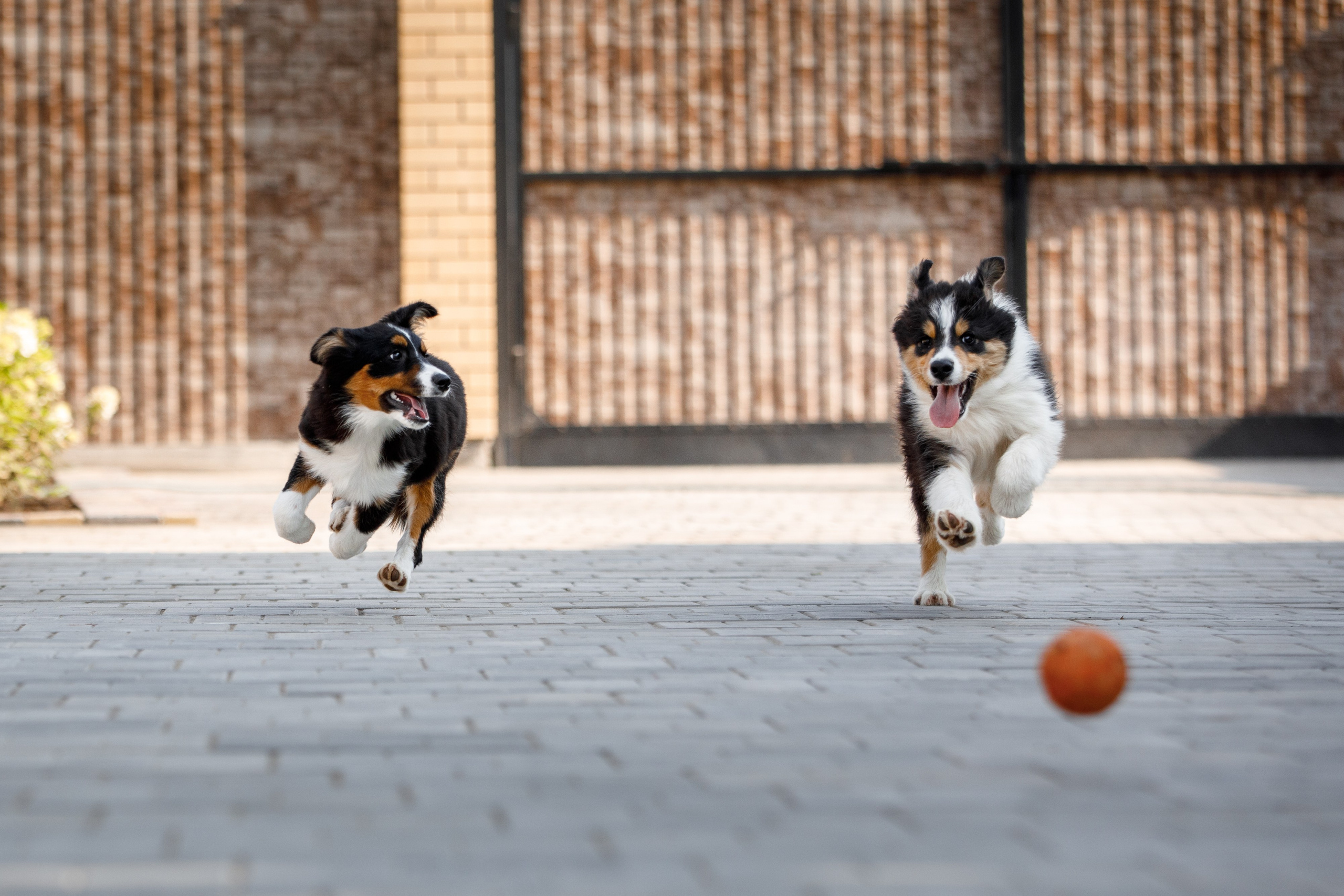 Смешарики. О нас