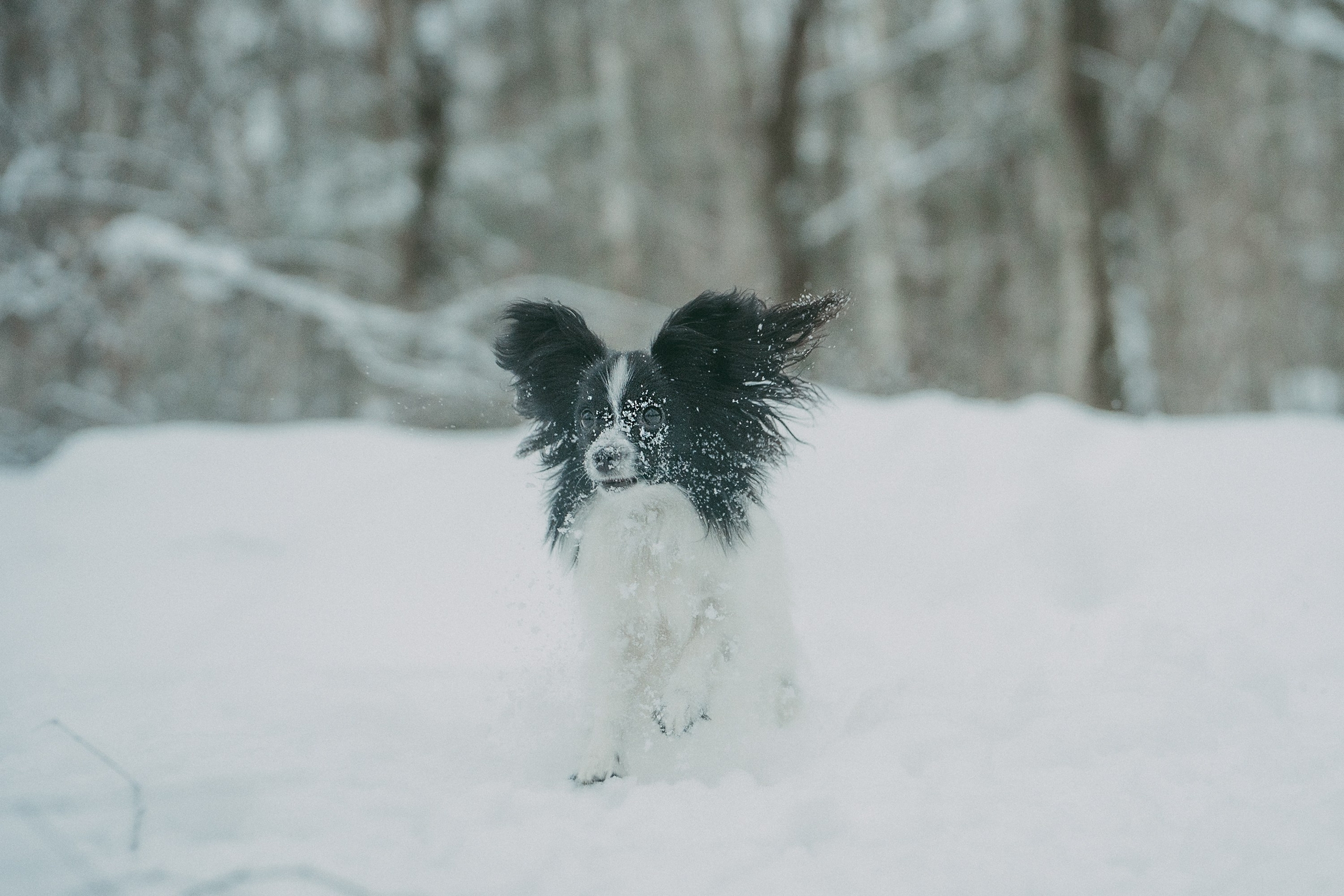 Альбина и Амелия. Фотограф анималист в Москве и Санкт-Петербурге Свиридова Анна