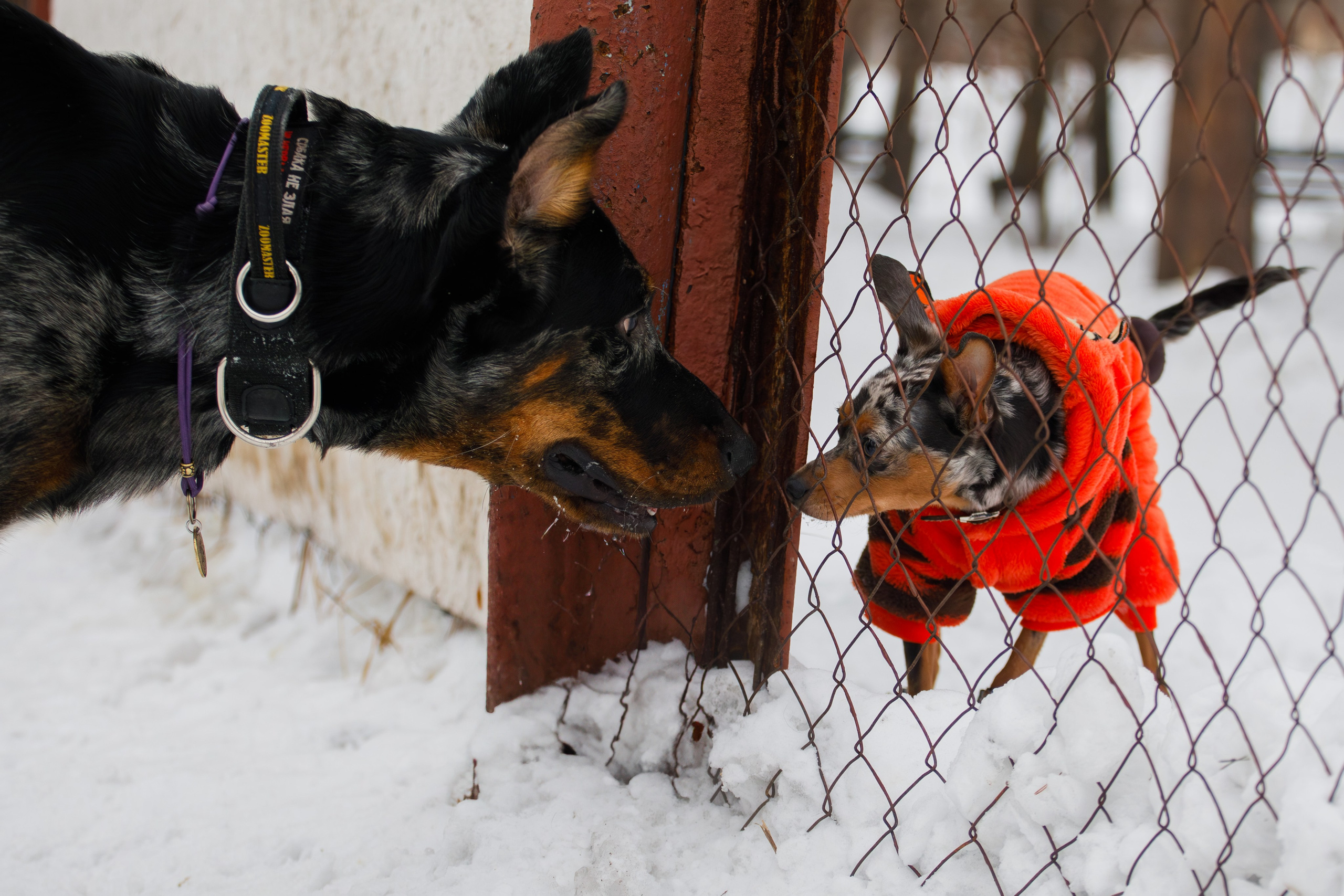 Андрей и Олимп. Фотограф Екатерина Козловская