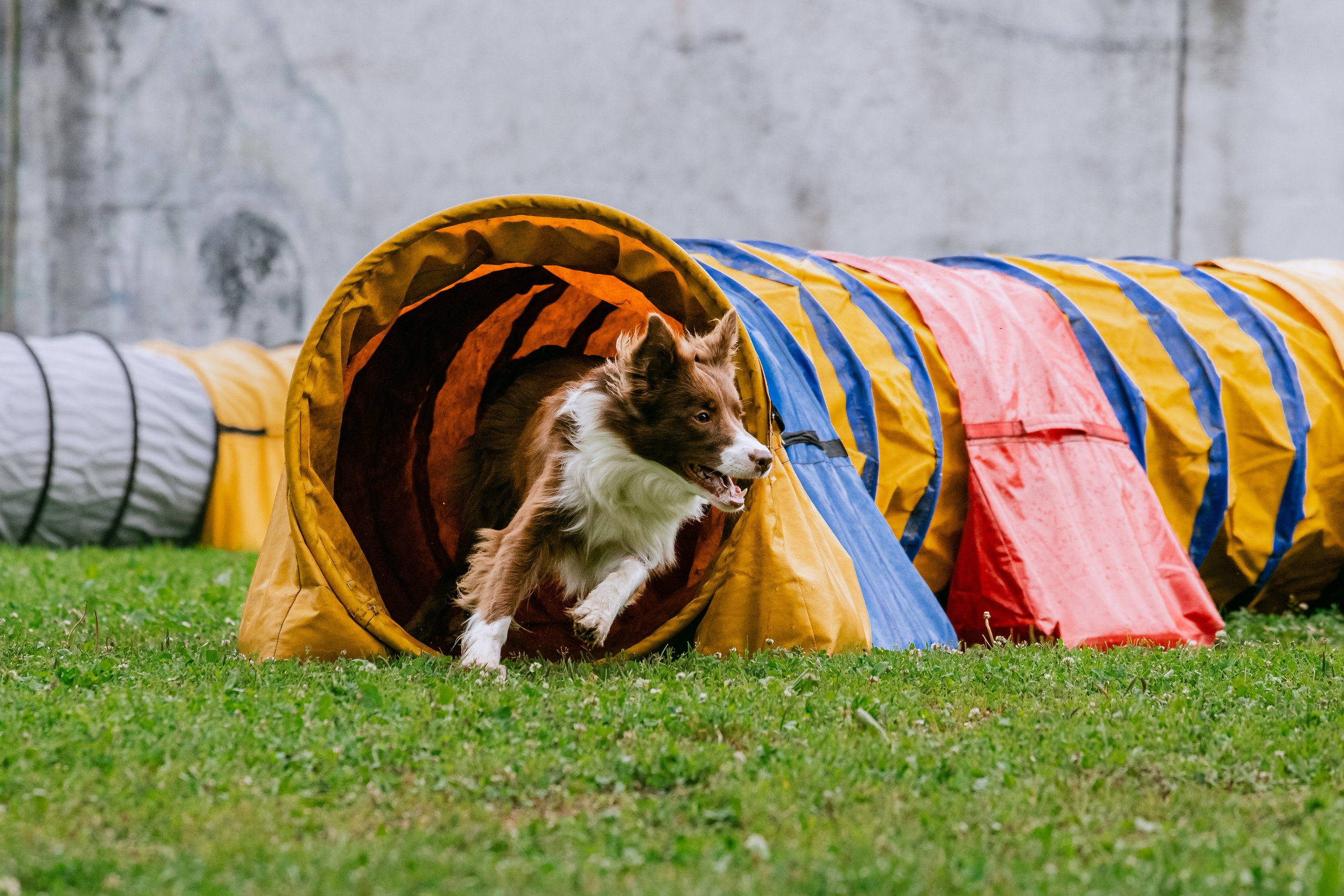 Соревнования по аджилити Долгопрудный 30.06.2025. Фотограф-анималист Татьяна Степанова