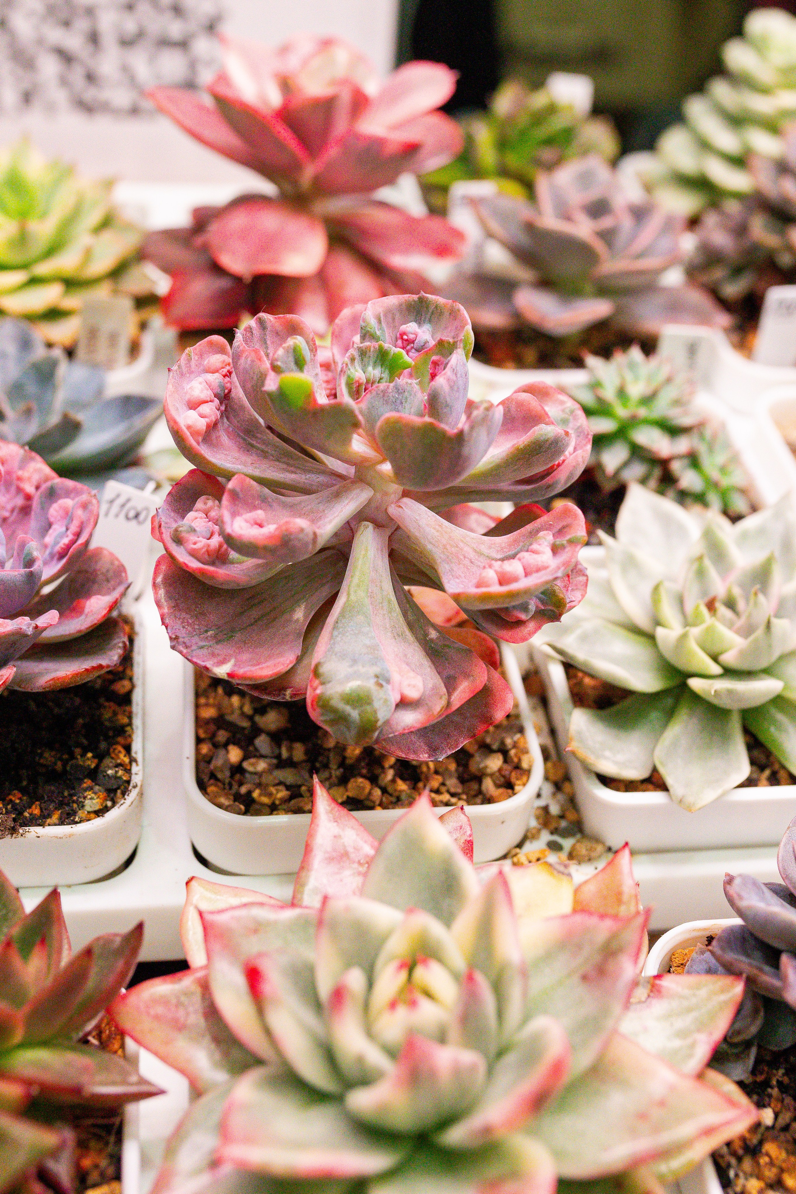 Монстериум 11–12 октября. Александра Куликова фотограф, Москва