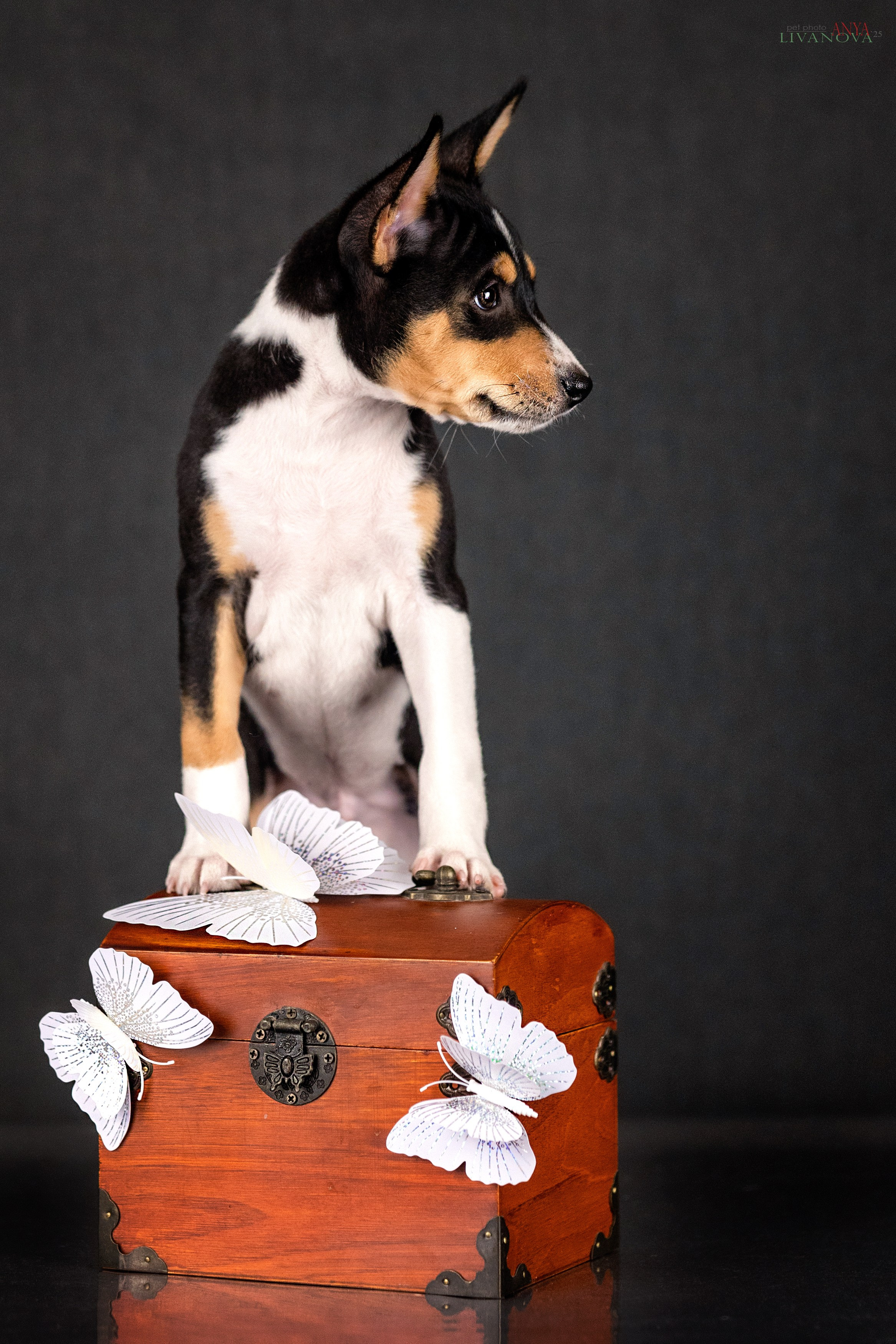 Басенджи. Фотограф анималист Аня Ливанова | Рыбинск