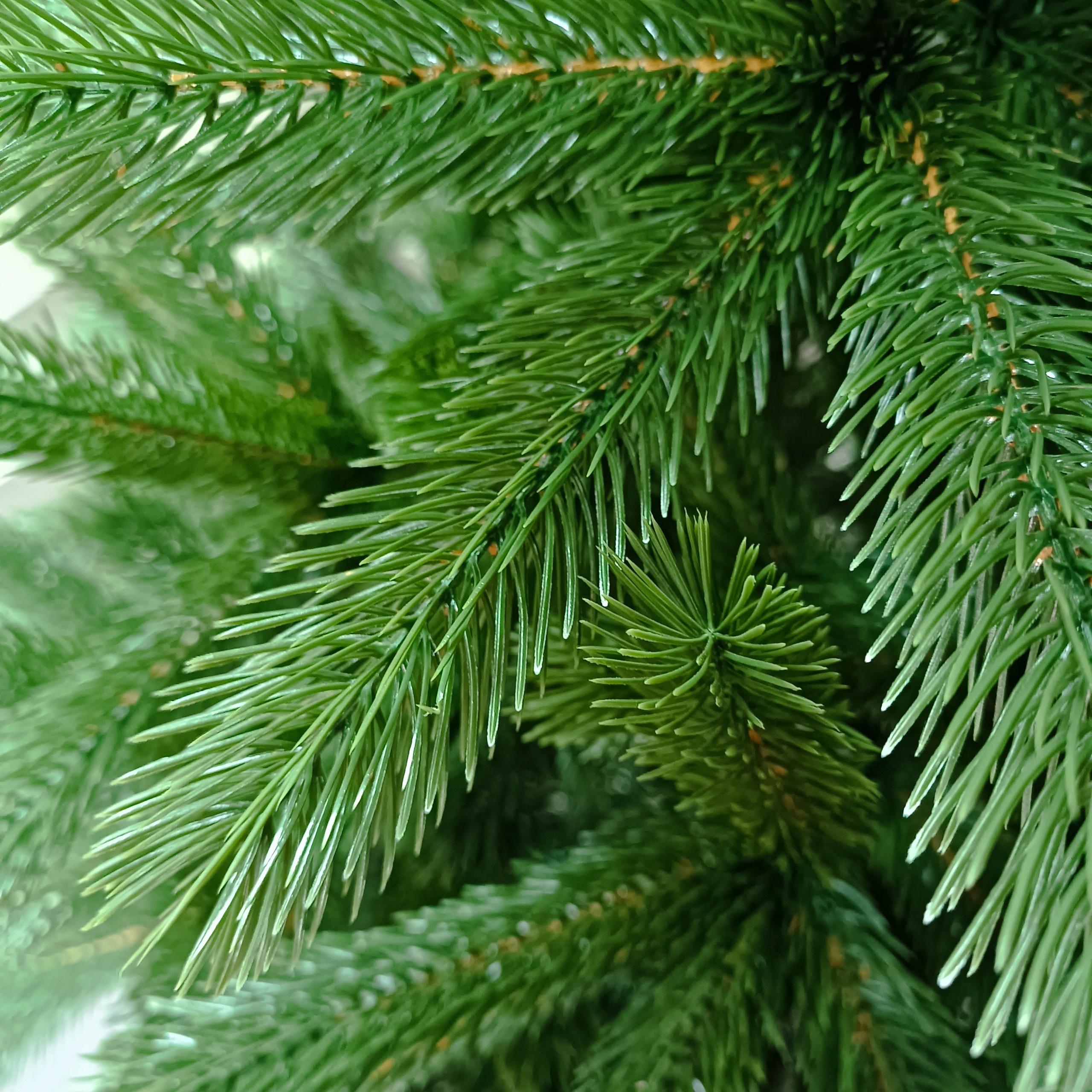 ЛЕОНА. Elki_grodno