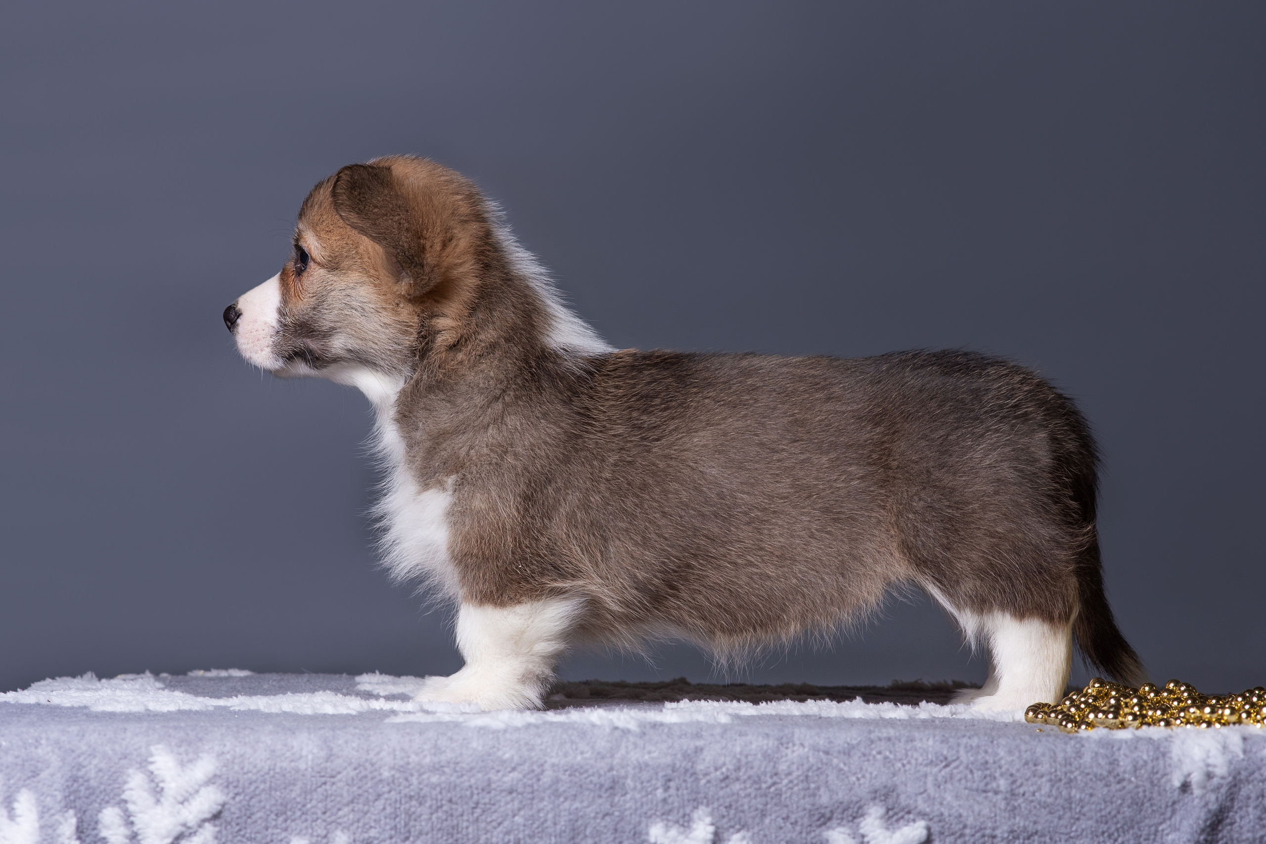 Новогодние коржики с сахарной посыпкой. Дог-фотограф в Тюмени Александра Королева