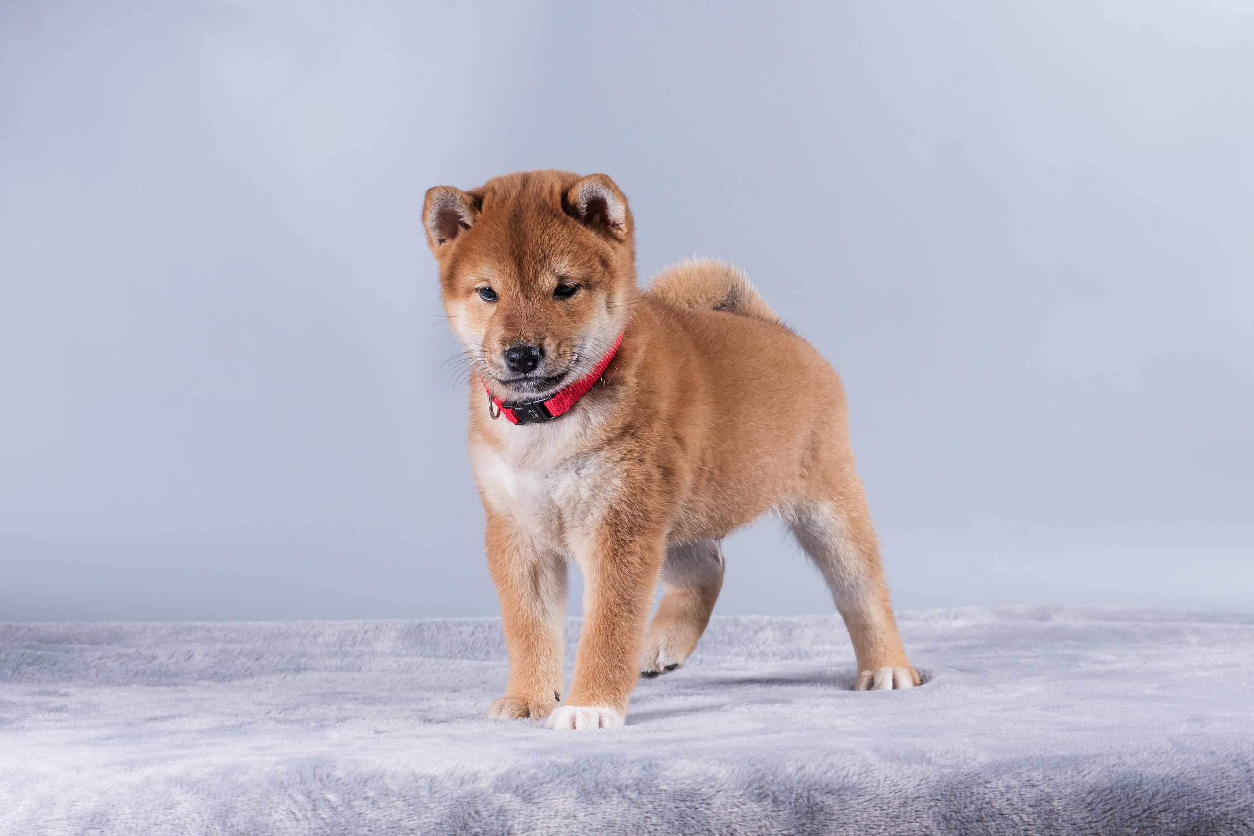 Маленькие сибы. Дог-фотограф в Тюмени Александра Королева