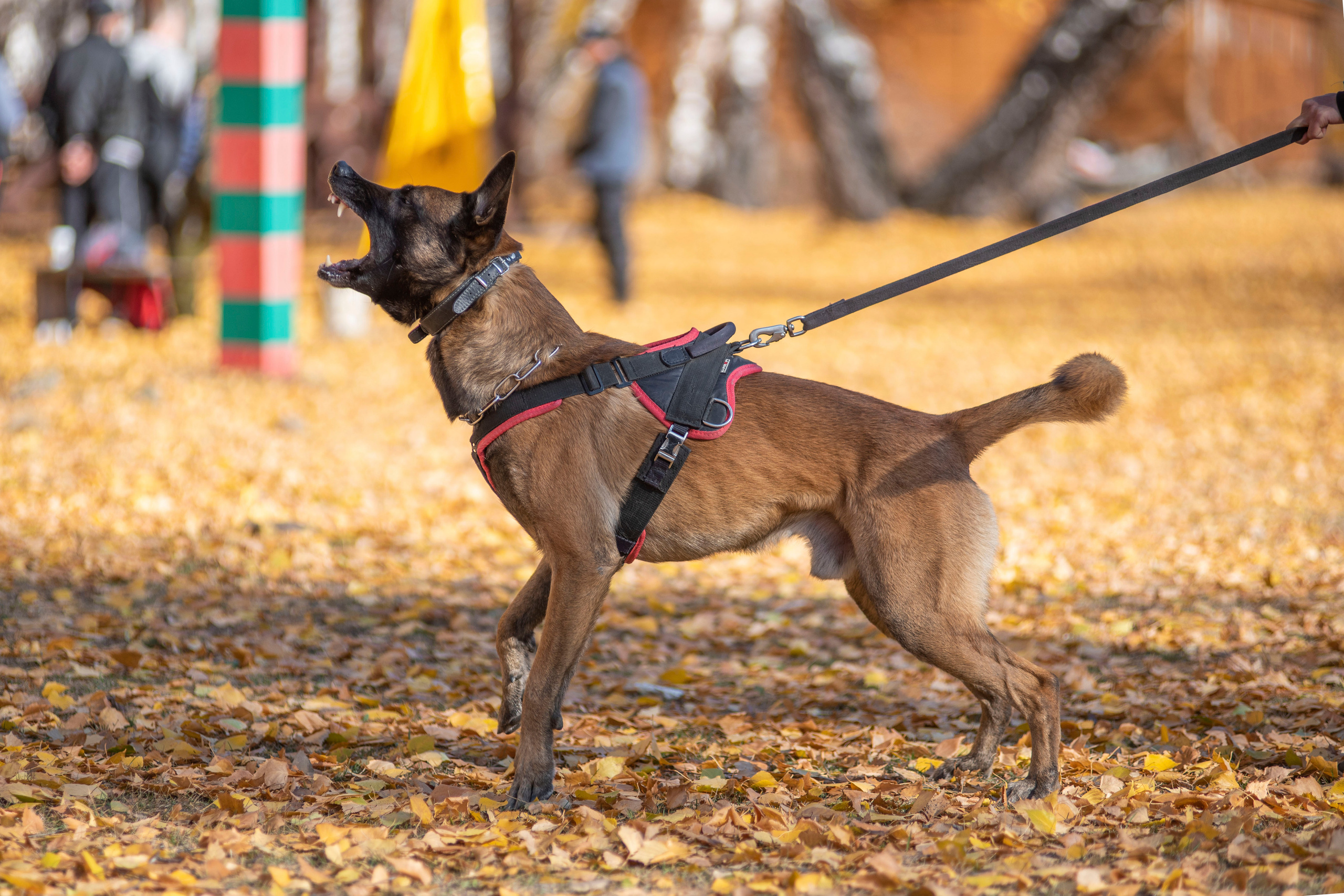 RUSSIAN HELPERS SCHOOL. Магнитогорск октябрь 2021. Дог-фотограф в Тюмени Александра Королева