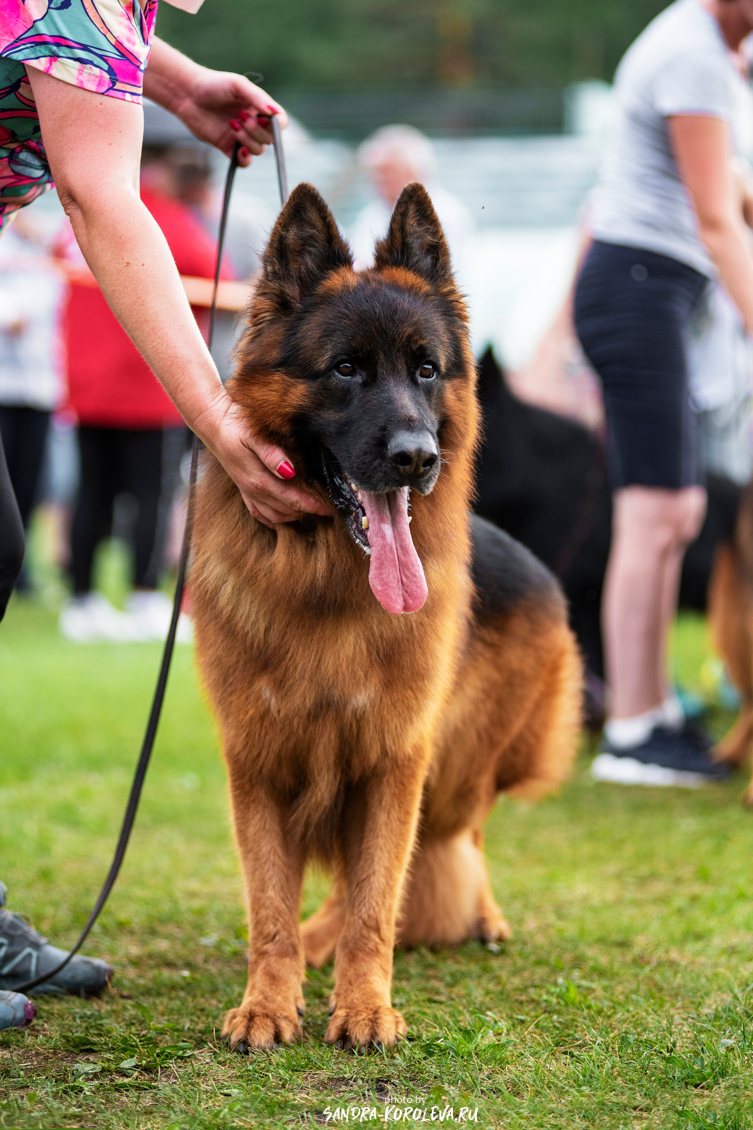 Монопородная выставка немецких овчарок, г. Заречный 2021. Дог-фотограф в Тюмени Александра Королева