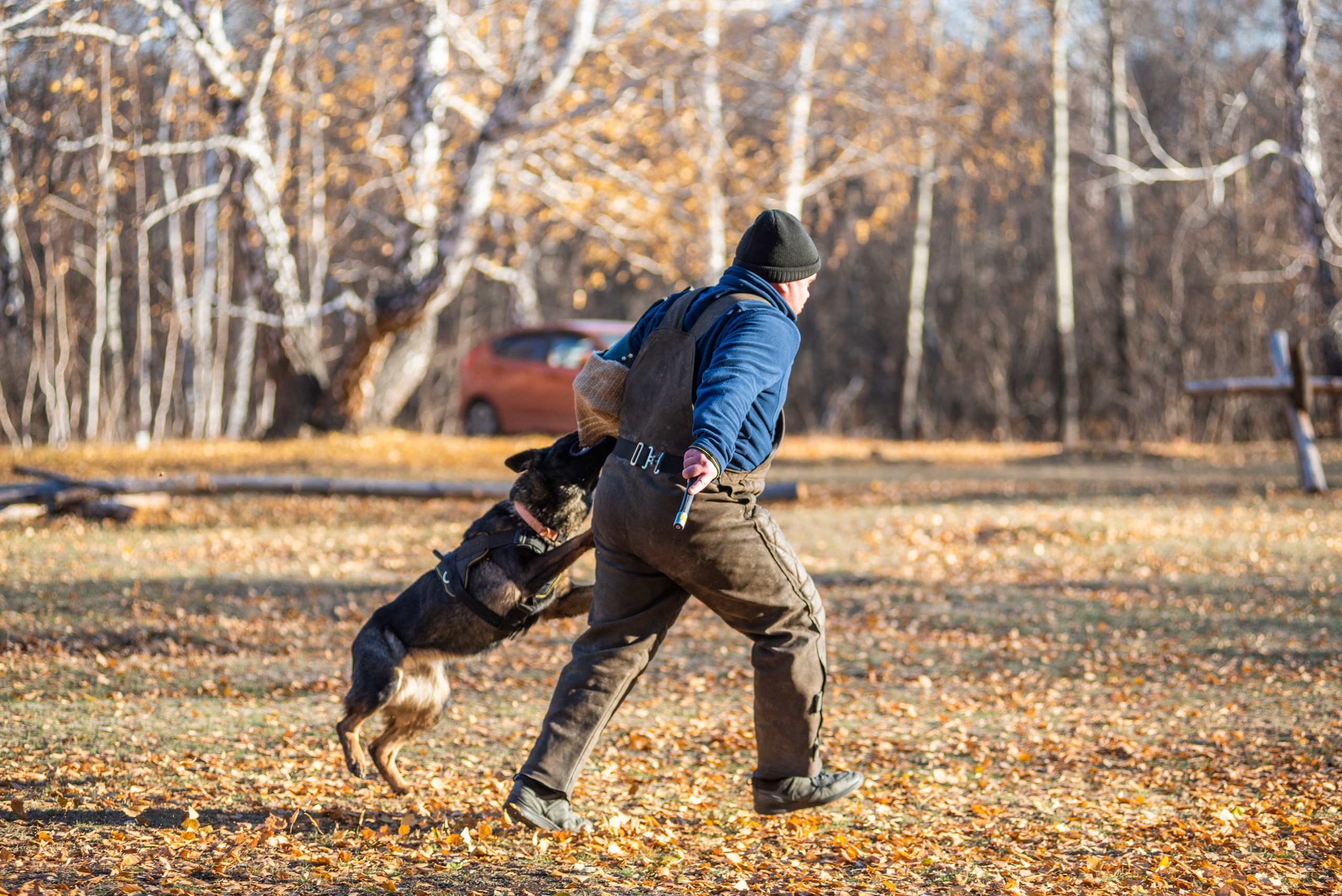 RUSSIAN HELPERS SCHOOL. Магнитогорск октябрь 2021. Дог-фотограф в Тюмени Александра Королева