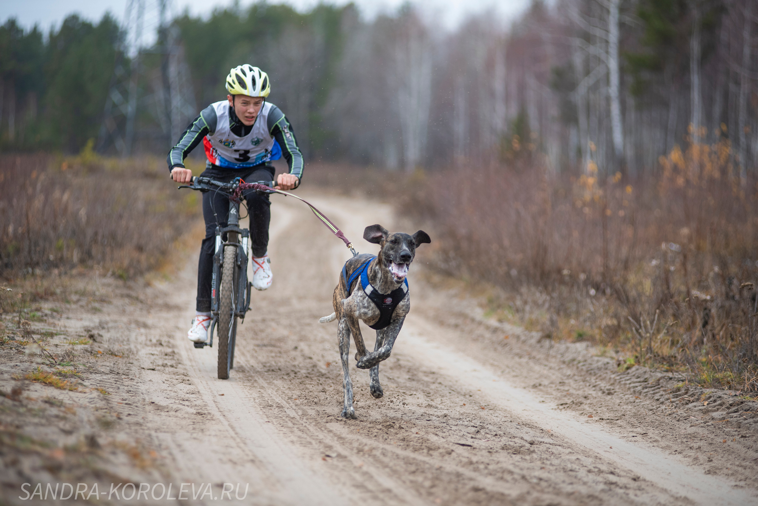 Спринт-гонка «Закрытие сезона» 24.10.2021. Дог-фотограф в Тюмени Александра Королева