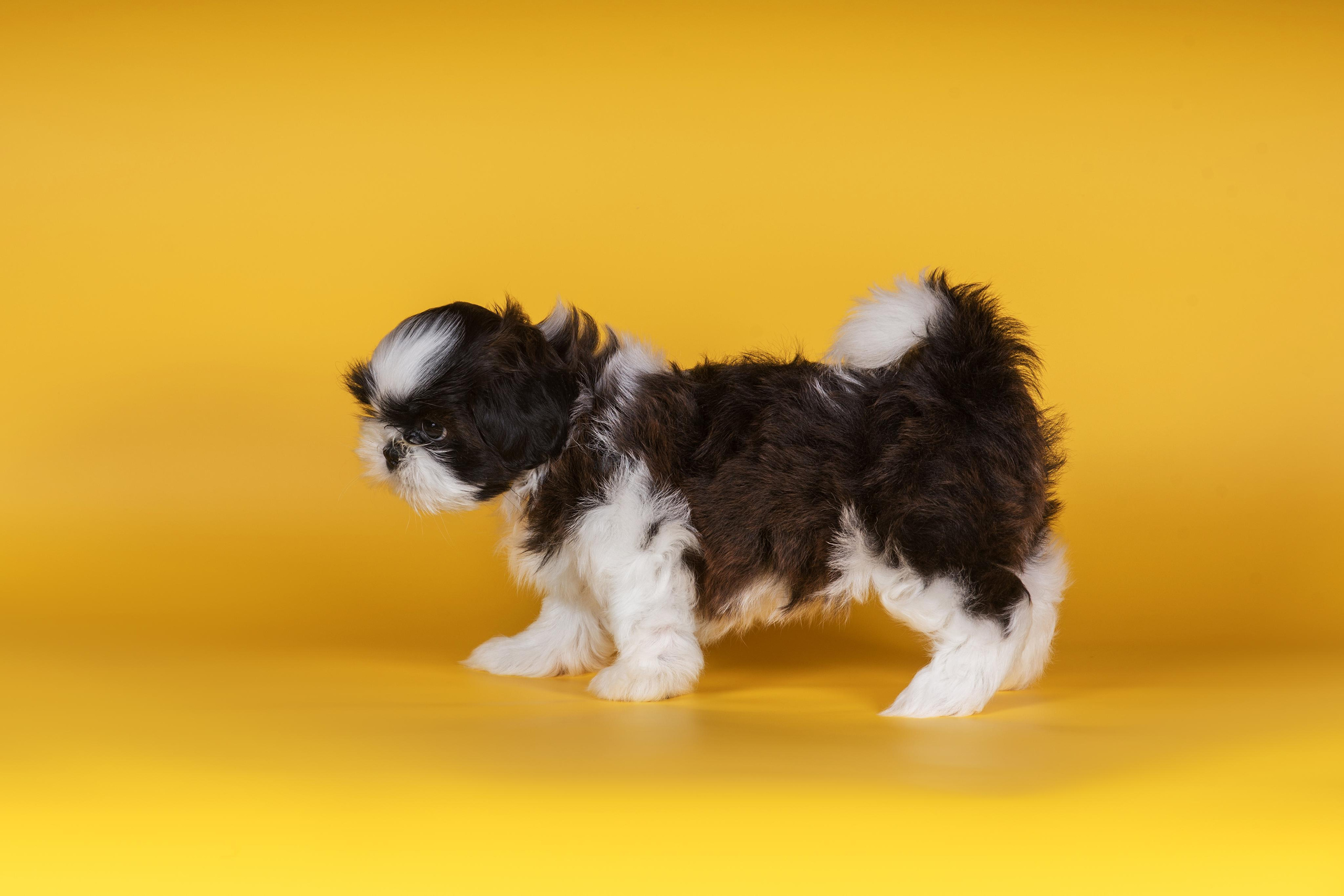 Великолепные ши-тцу. Дог-фотограф в Тюмени Александра Королева